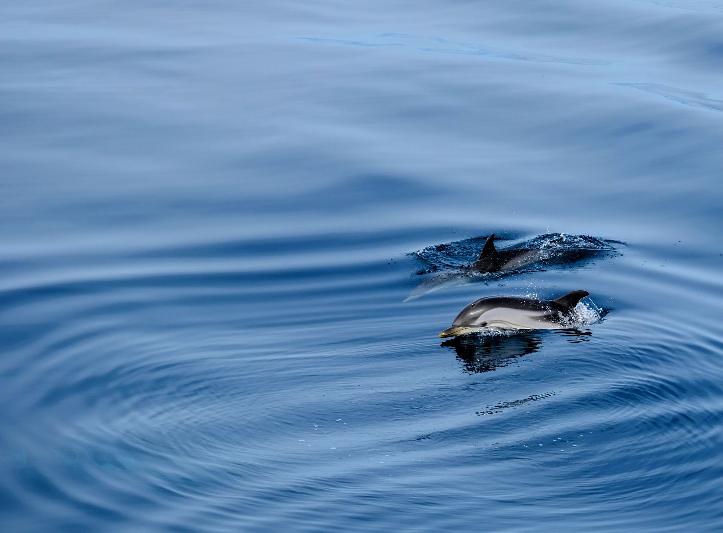 Striped dolphins