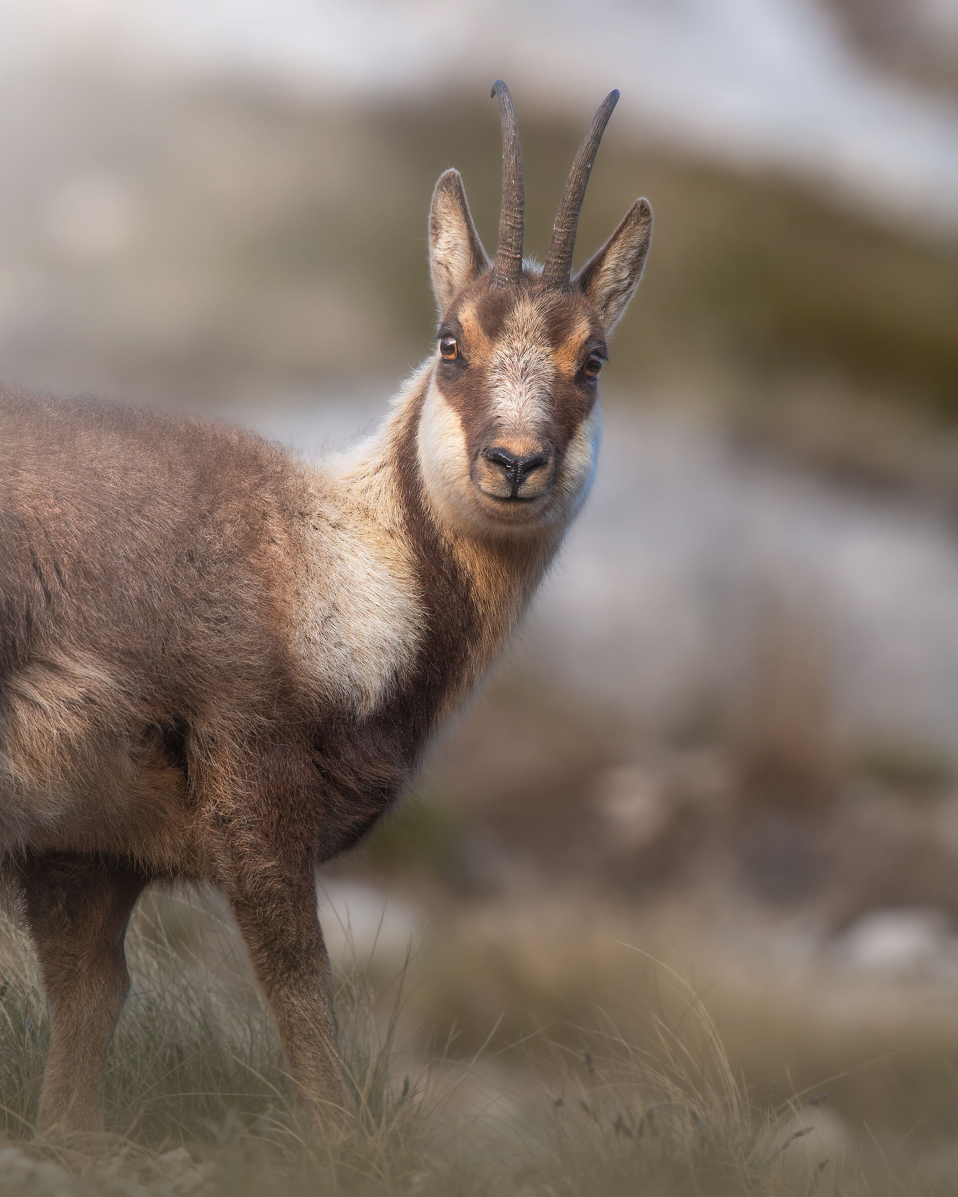 camoscio alle ultime luci