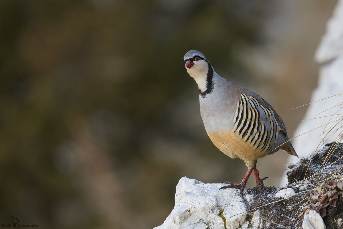 Alpine rock partridge