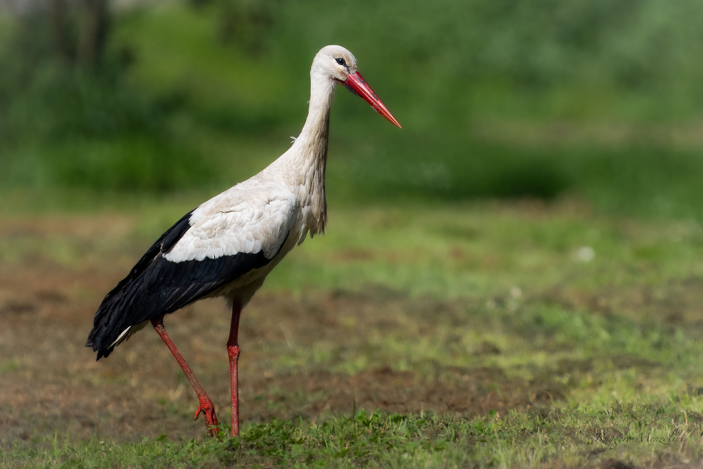 Stork