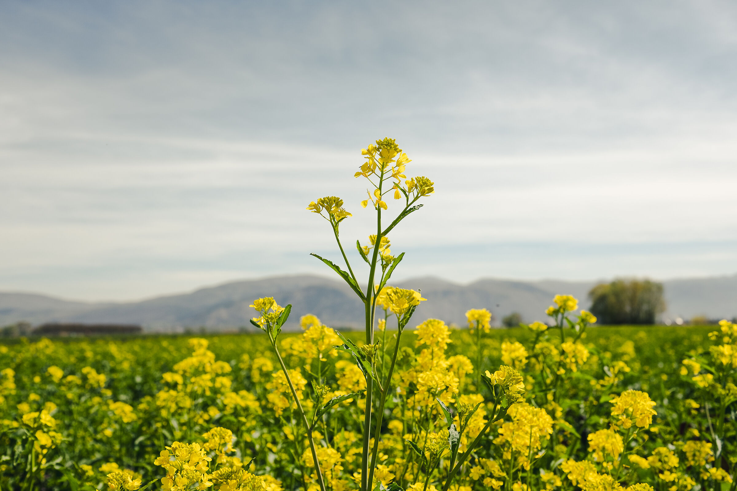 fiori non fiori