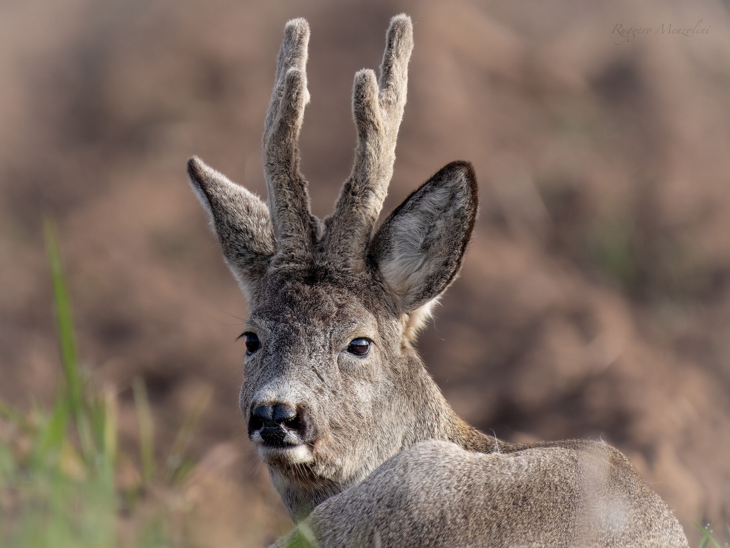 Roe deer