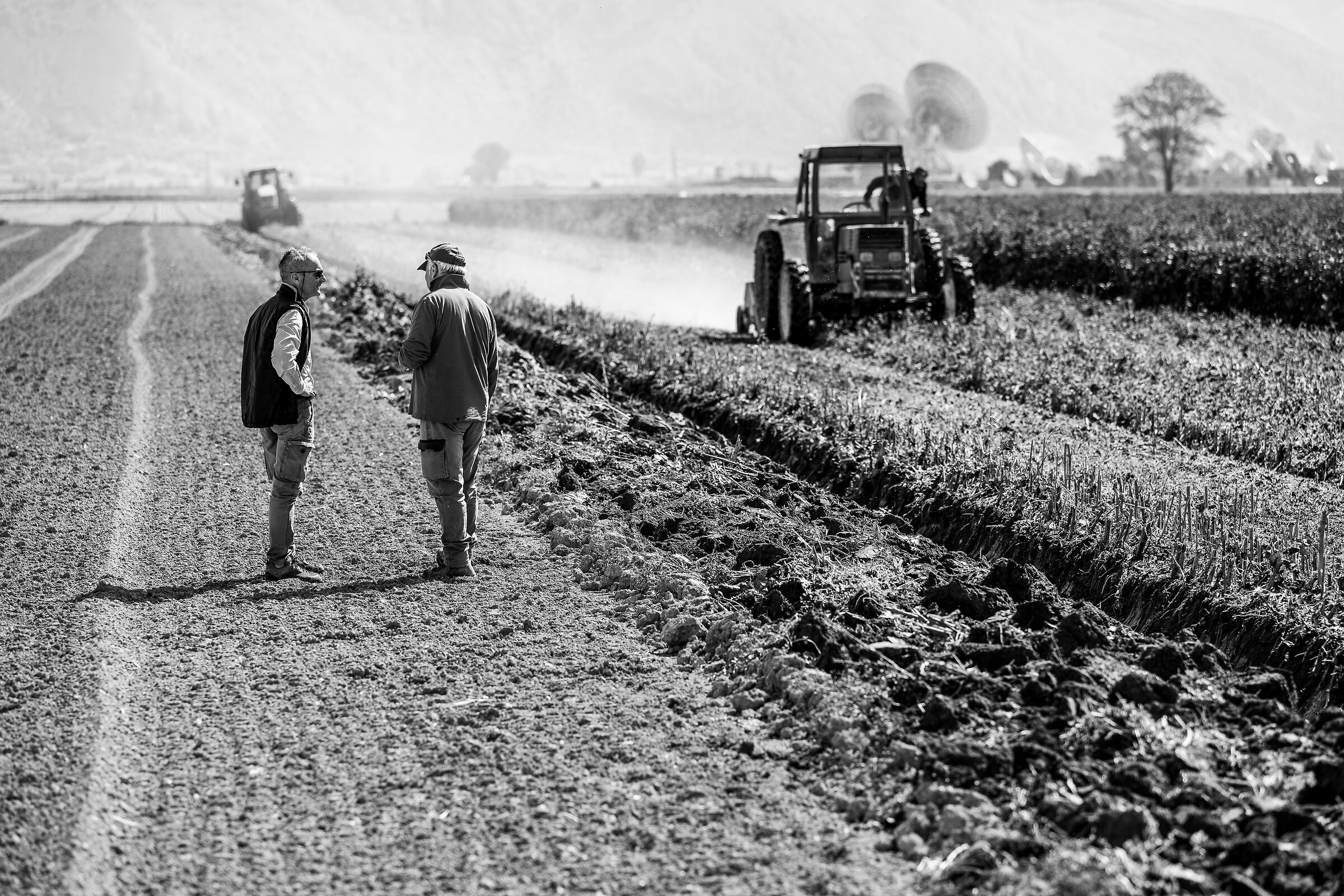 è pronto il raccolto? non credo