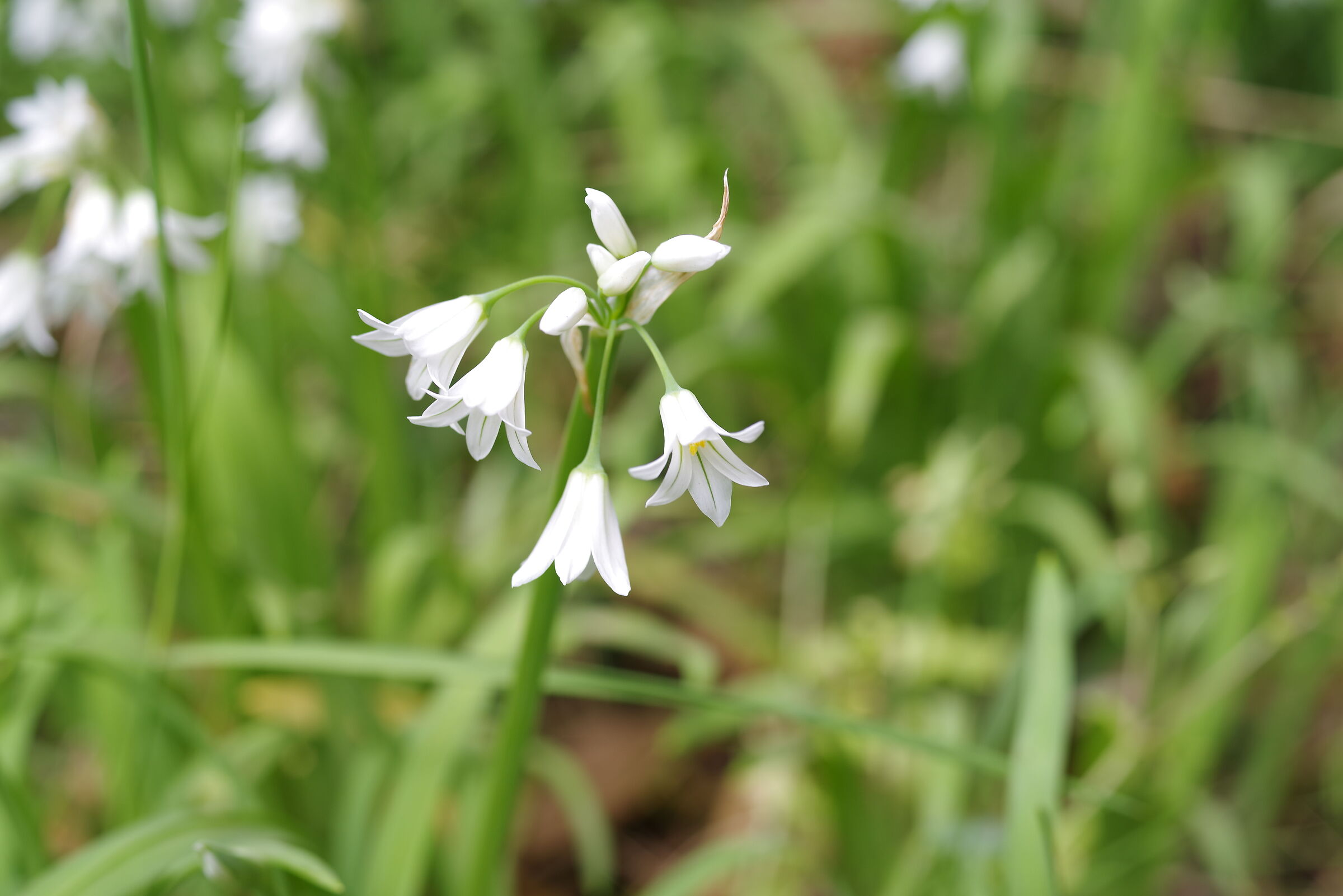 Fiore selvatico