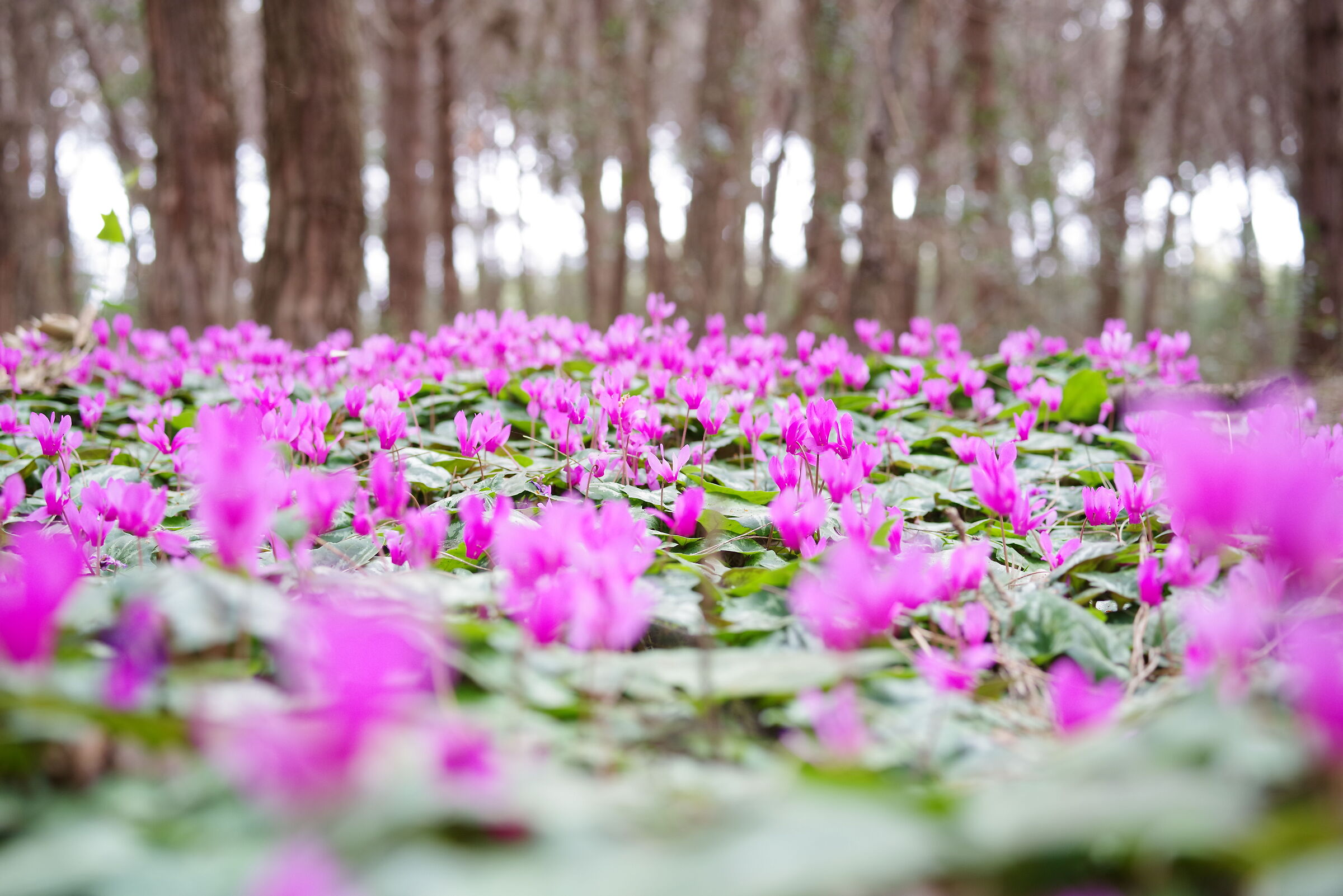 cyclamen in the park of Sabaudia