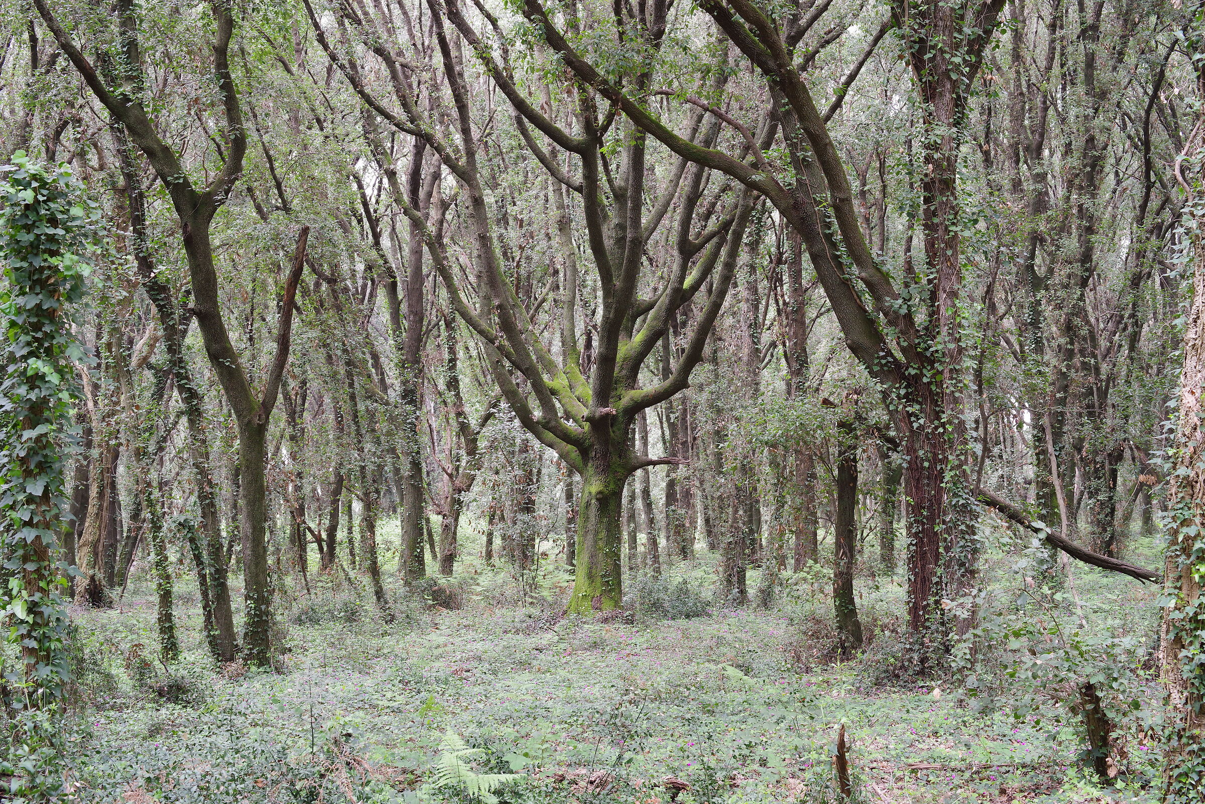 parco di Sabaudia