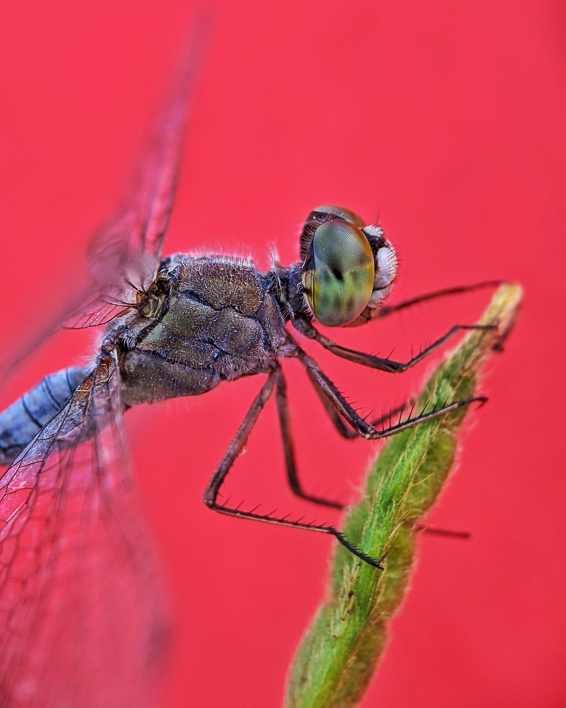 Libellula