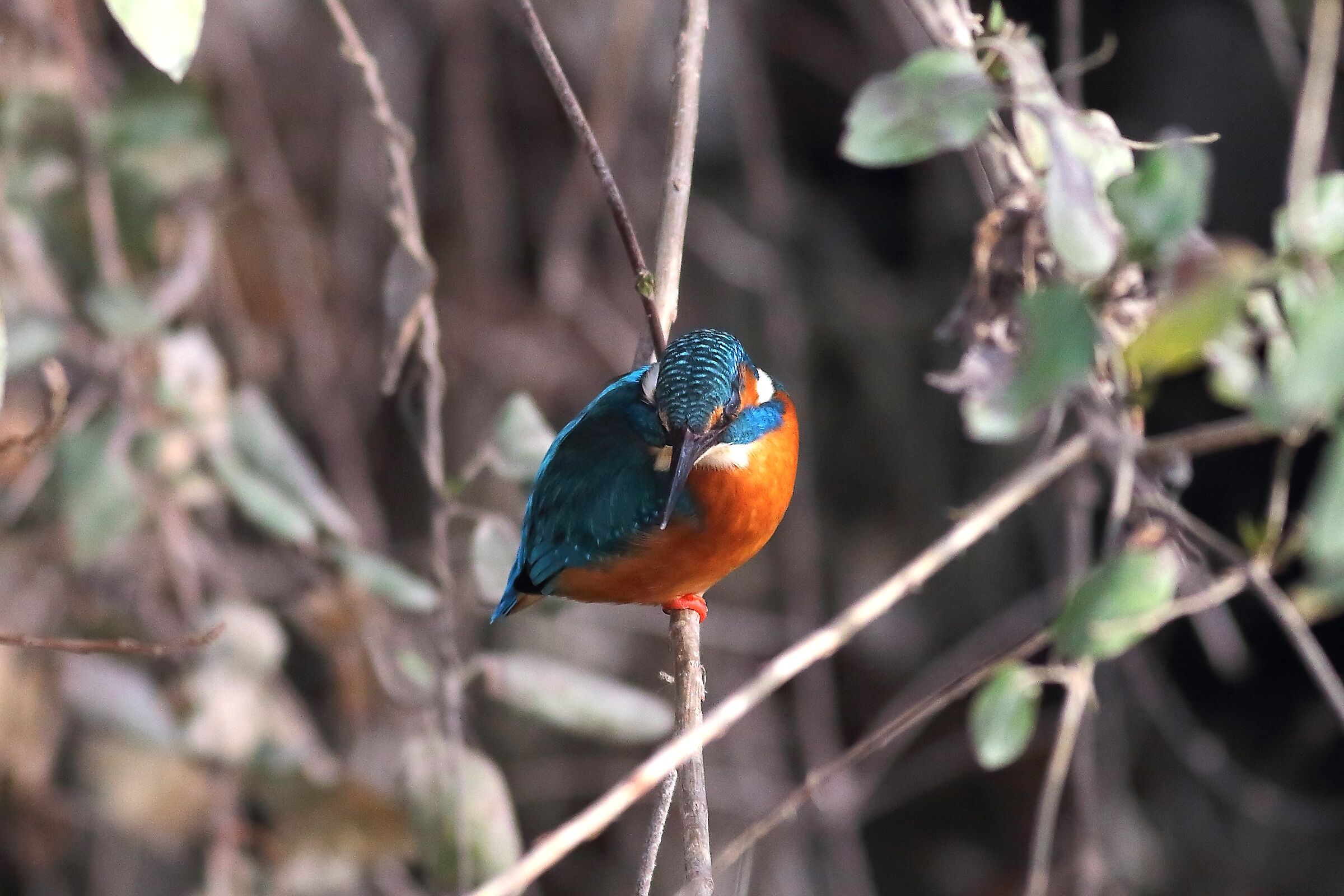 Kingfisher M 30 January 2024 - 6383