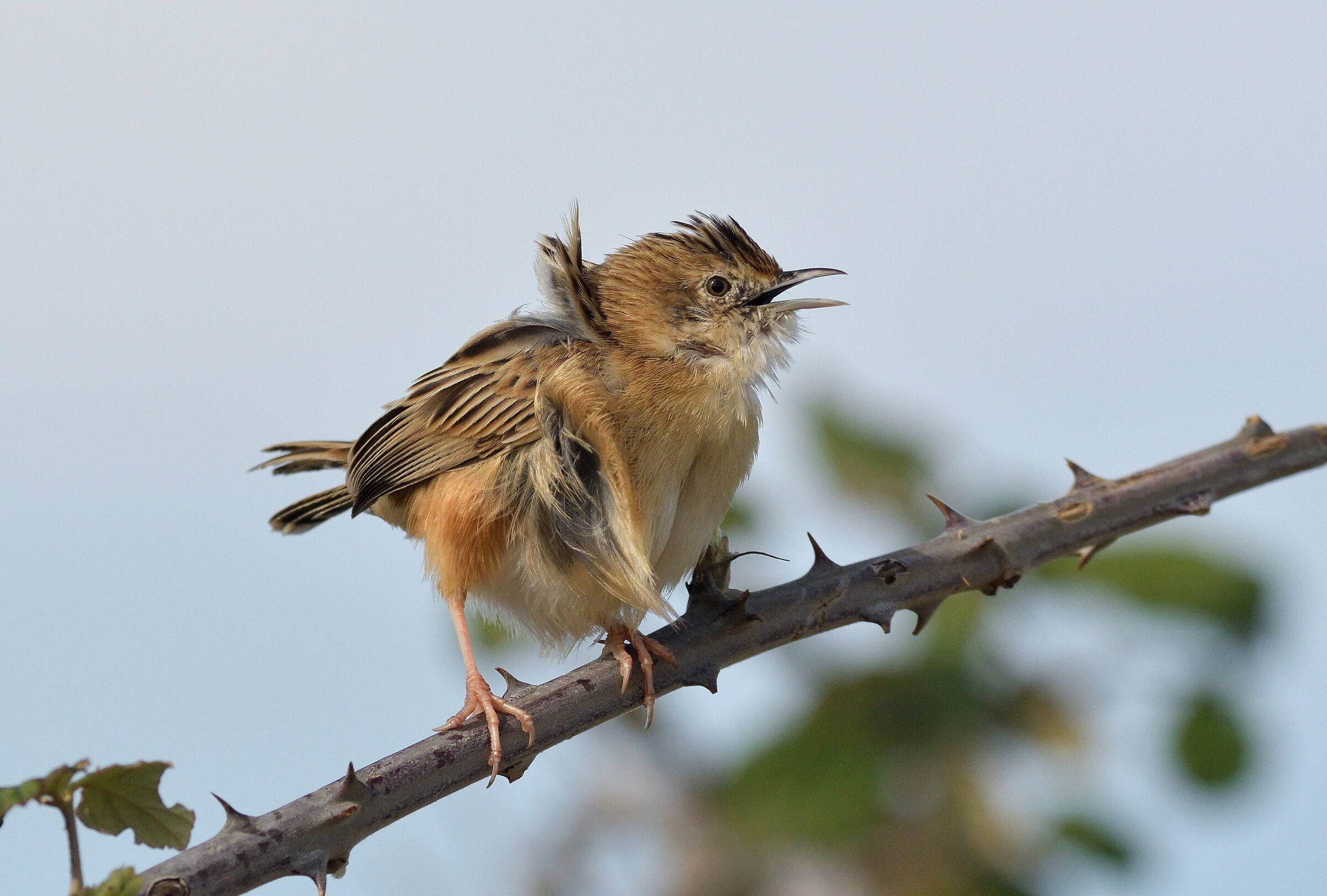 Beccamoschino Spettinato