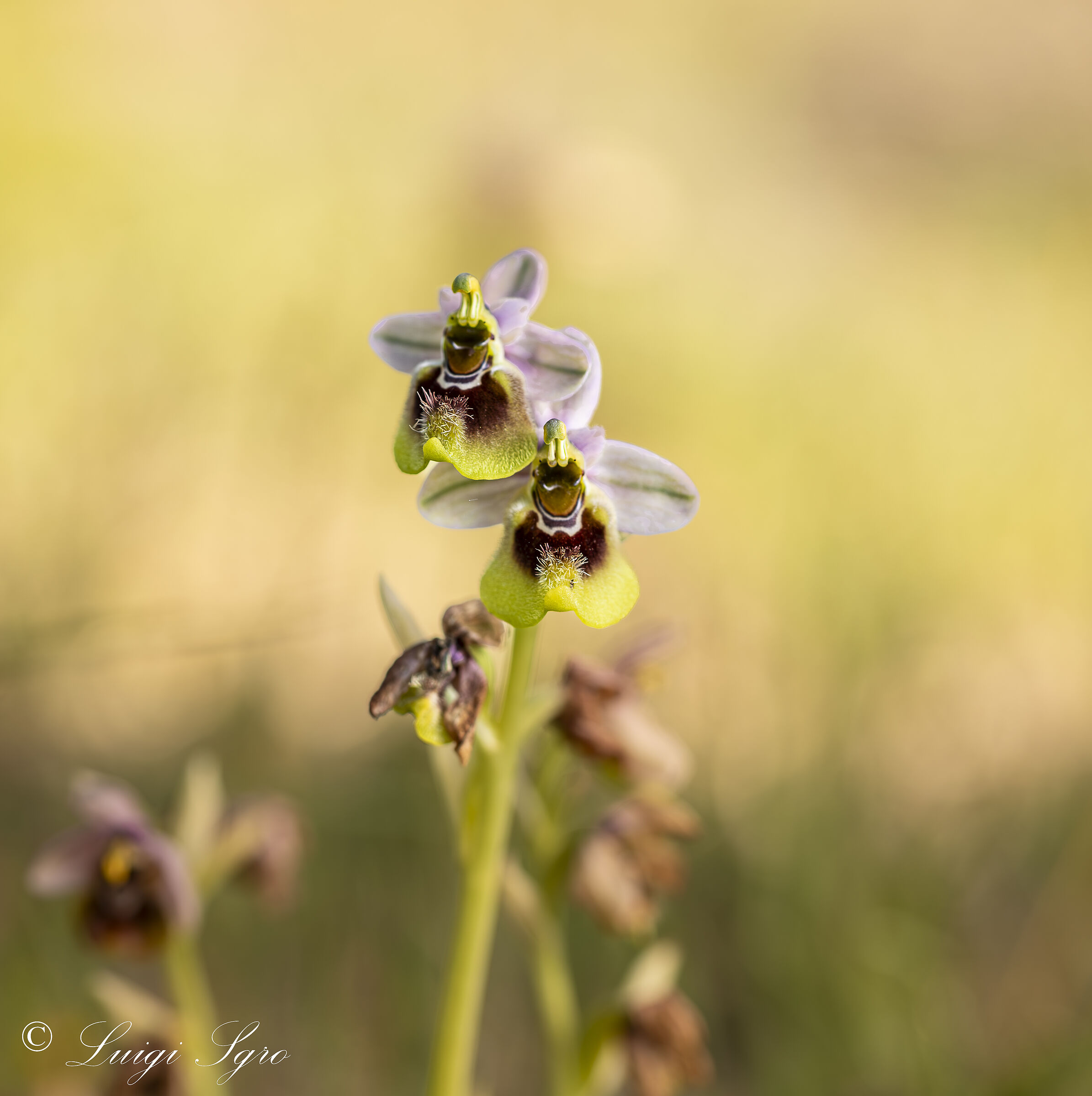 Ophrys Tenthredinifera sp Neglecta