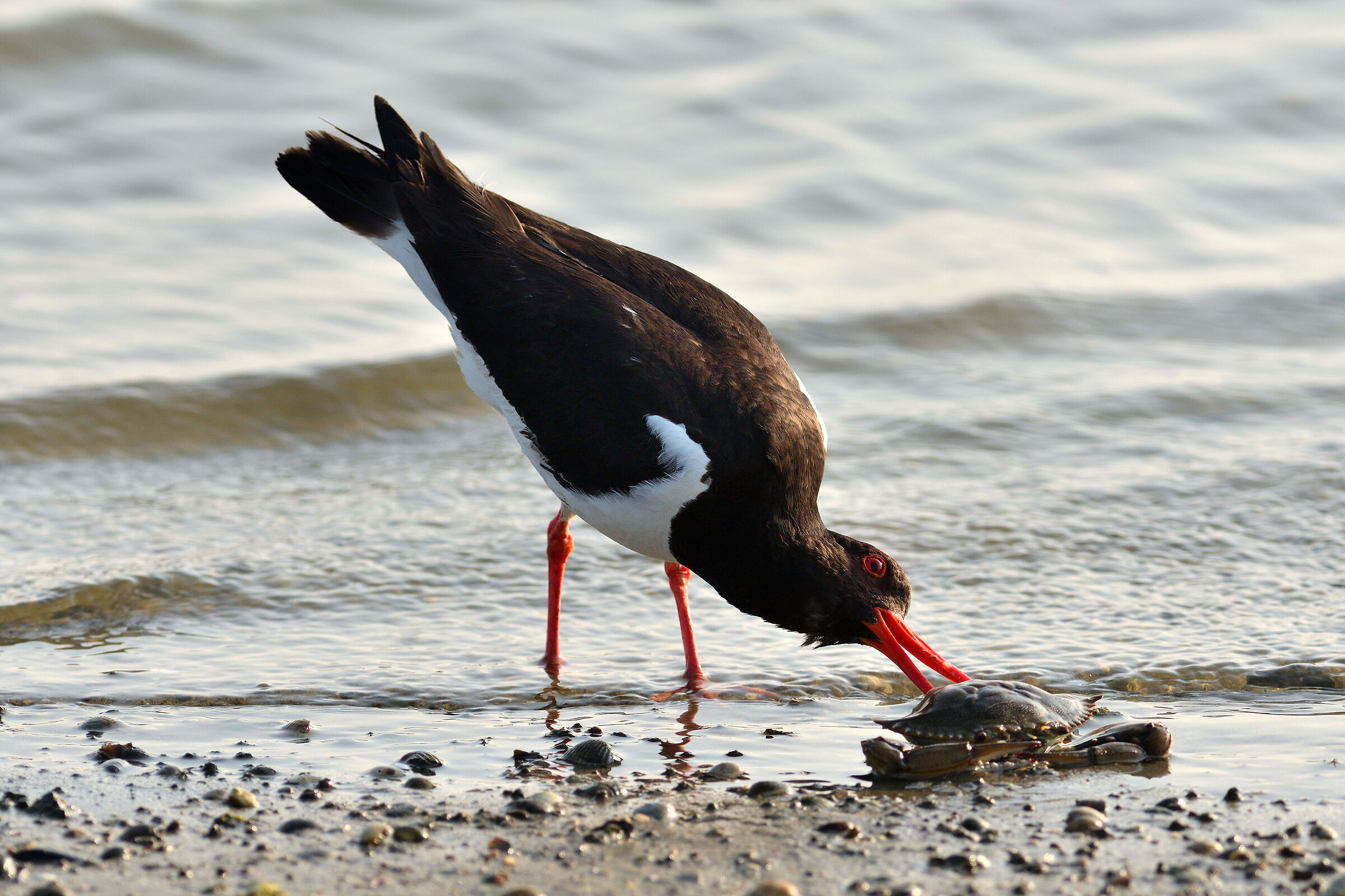 La colazione della Beccaccia di mare
