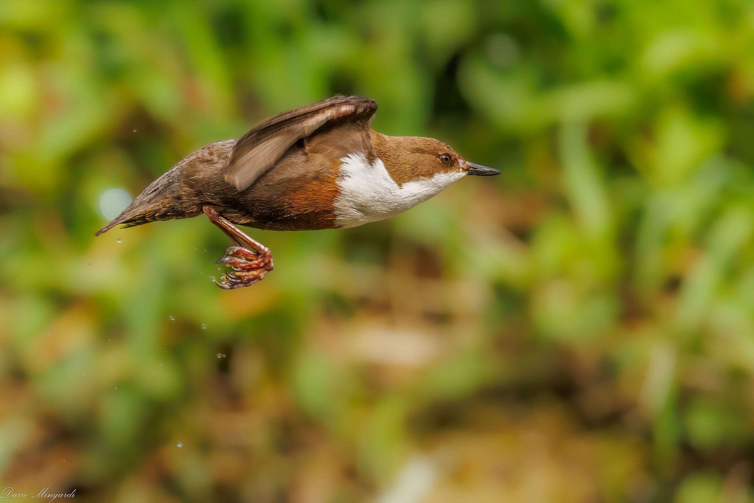 White-throated dipper