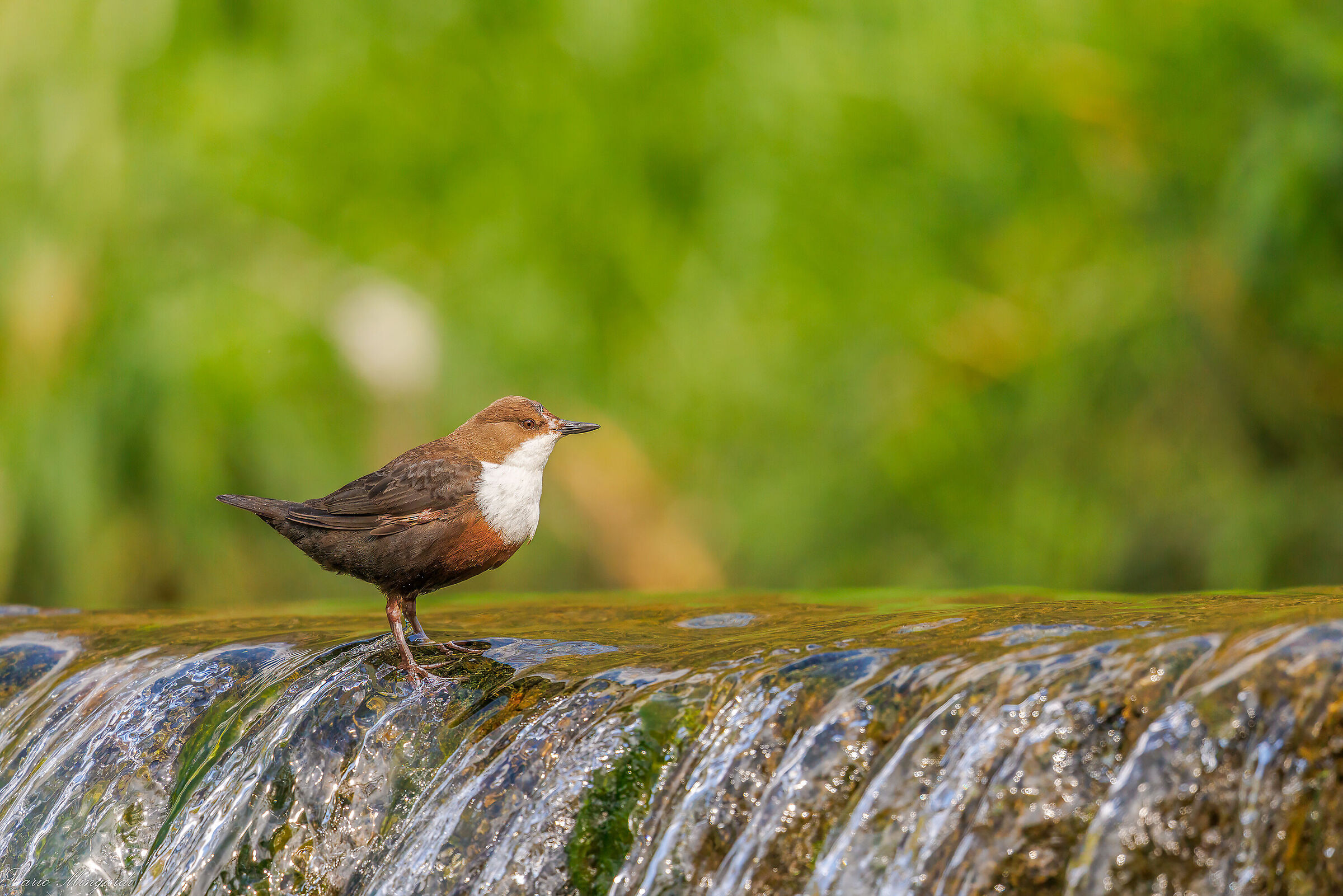 White-throated dipper