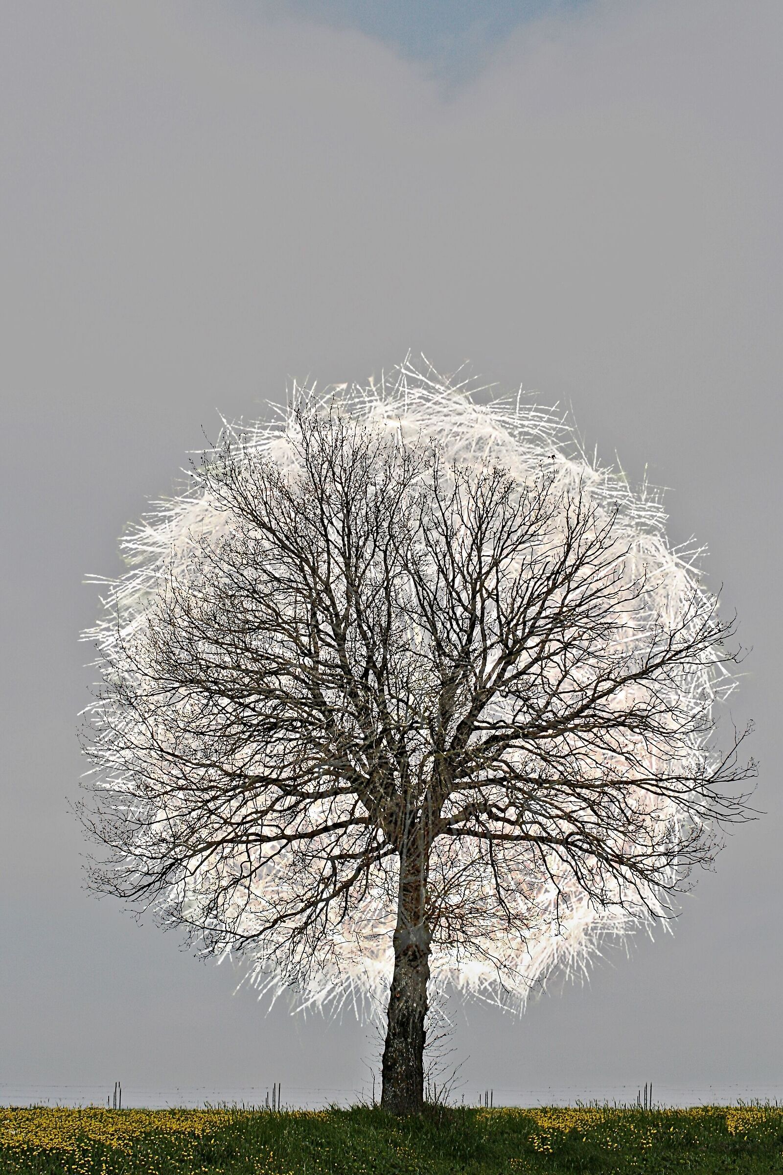 ... An oak tree in a siphon...