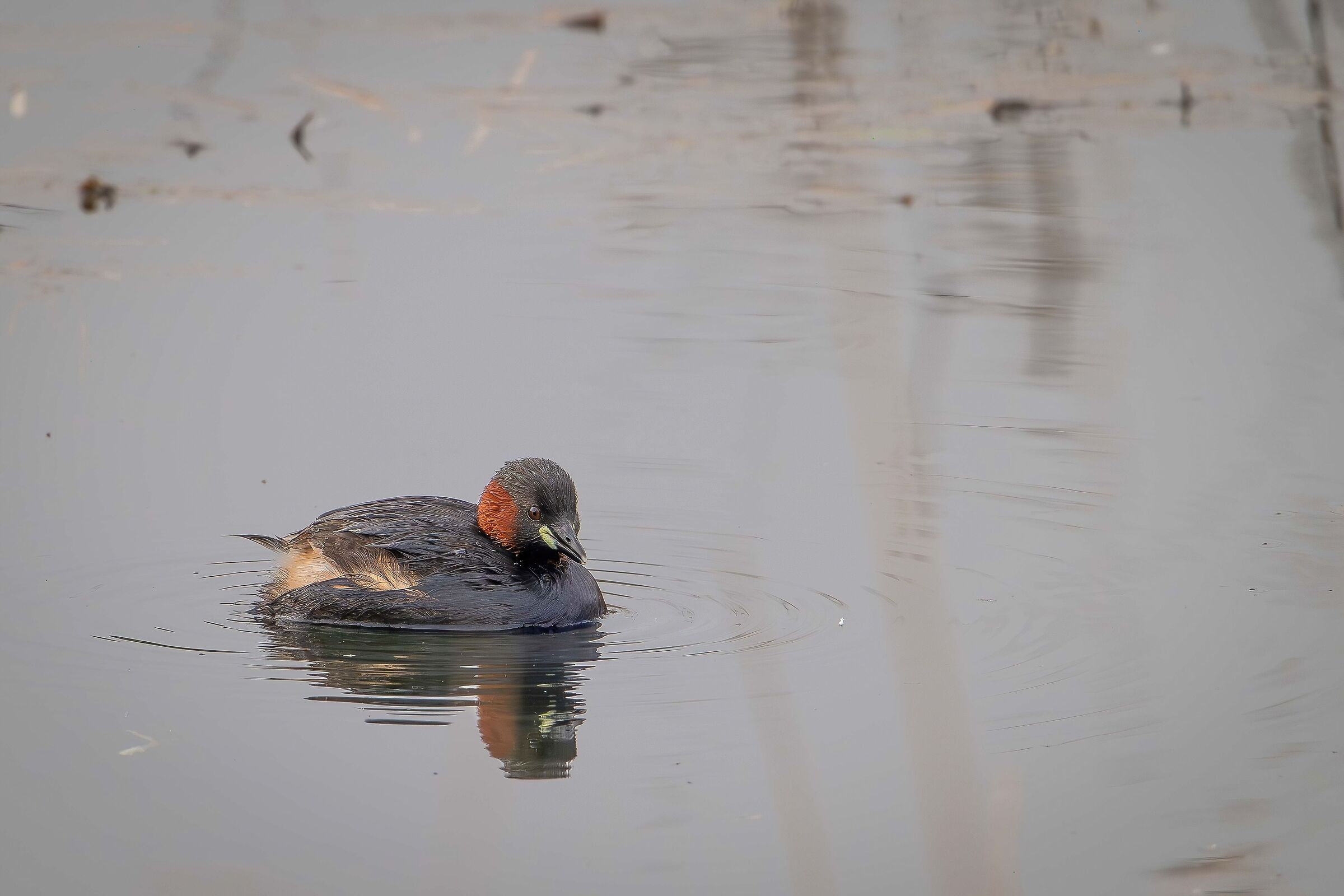 Dabchick
