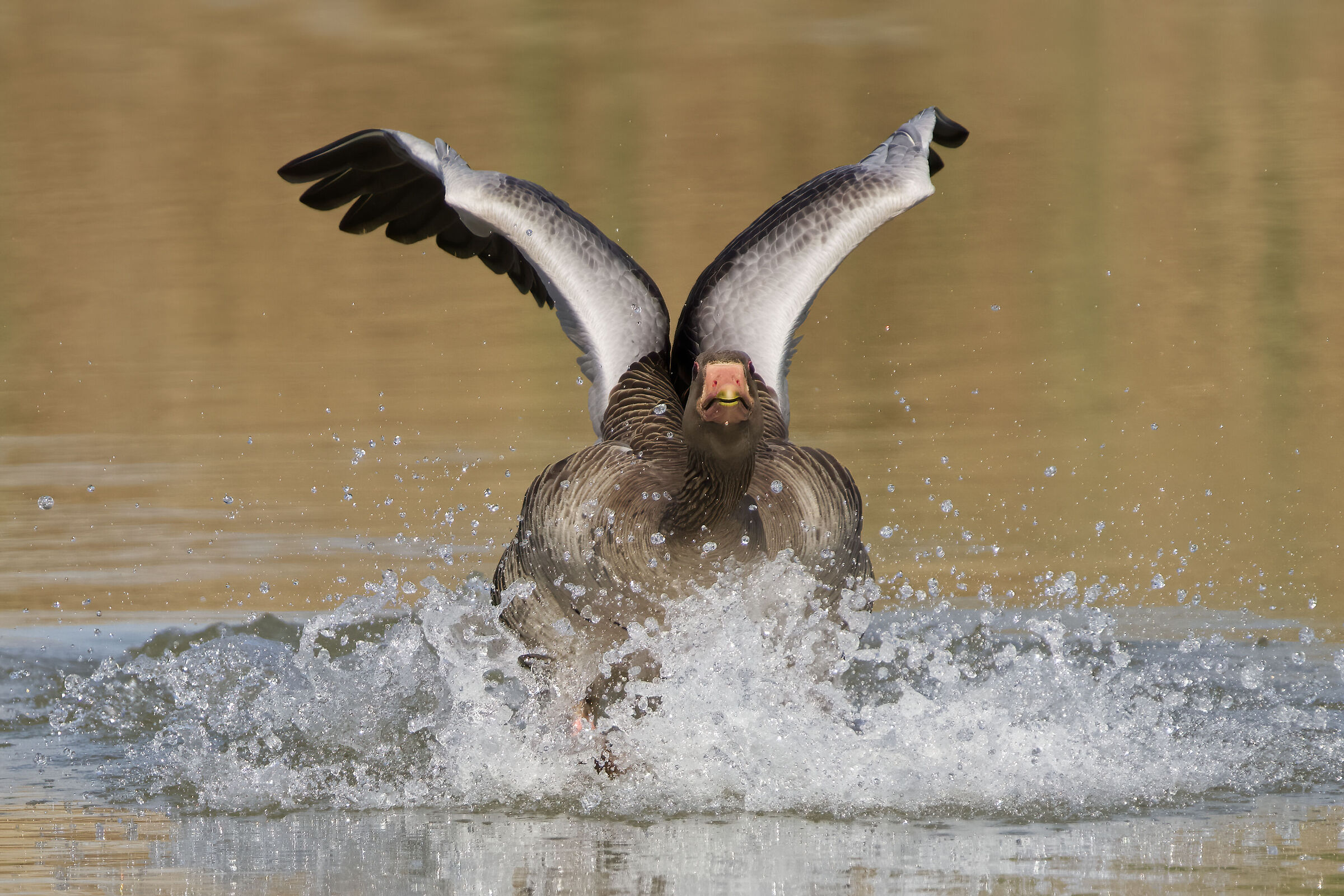 Oca selvatica (Anser anser)