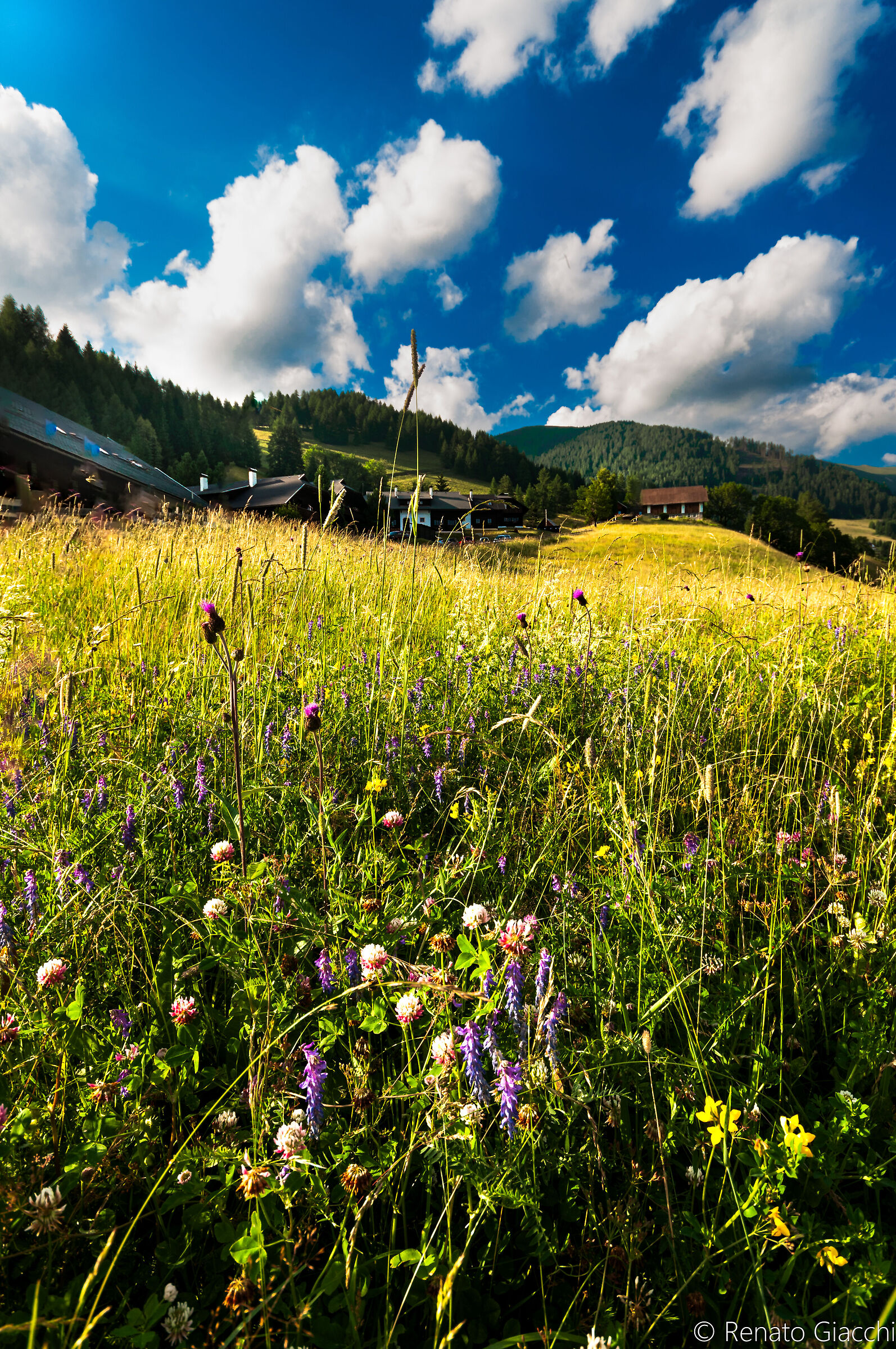 Fiori di campo e nuvole