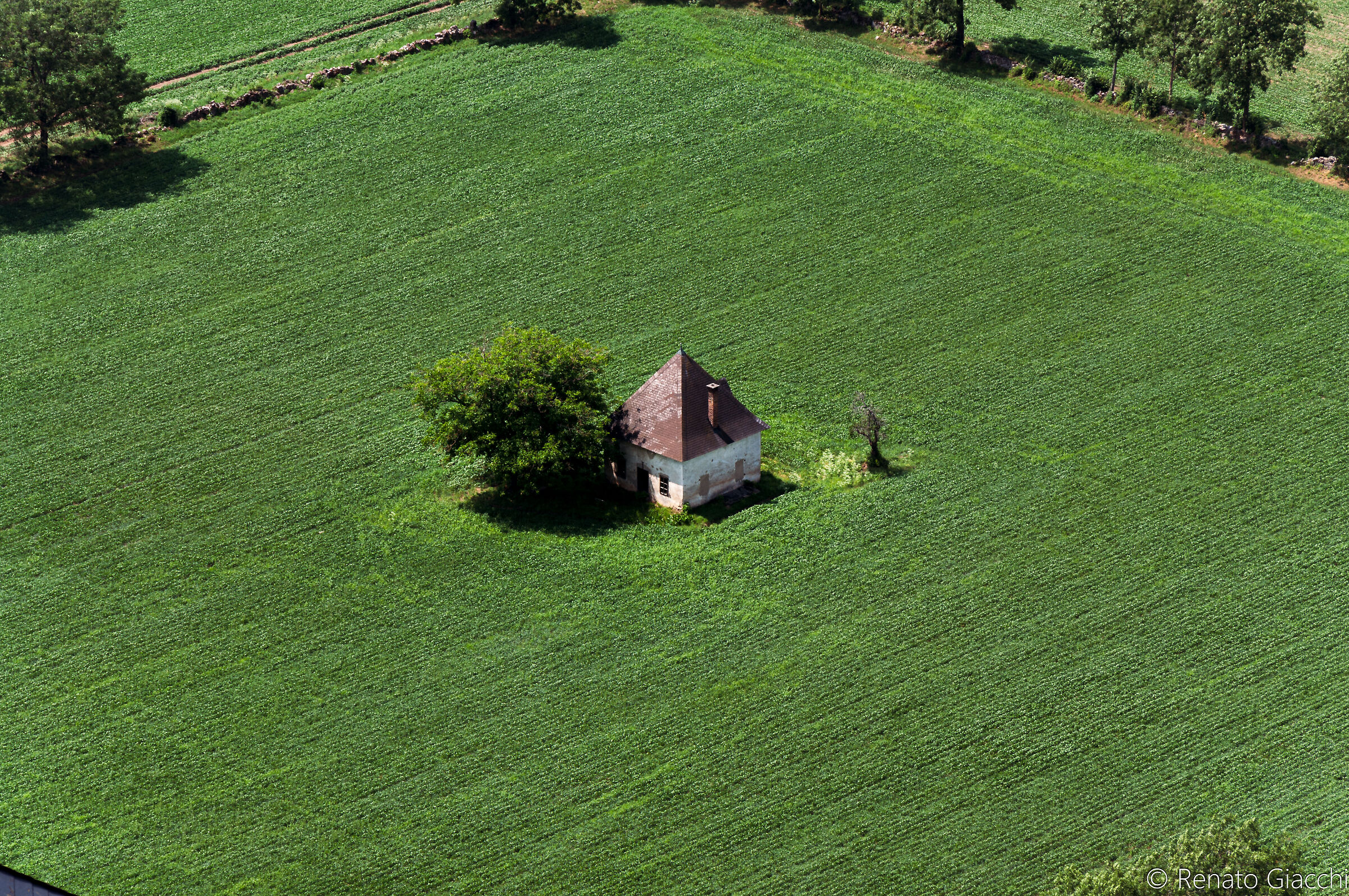 The little house and its tree