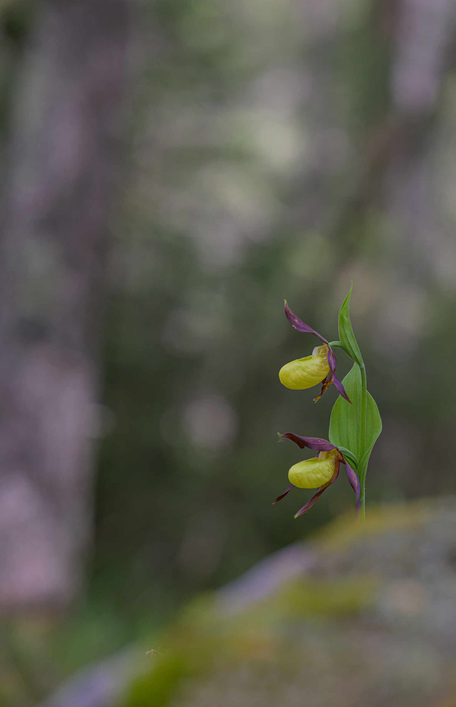 Cypripedium calceolus