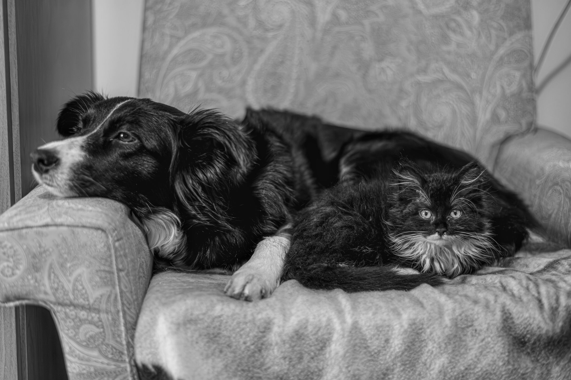 Border Collie & Border Cat