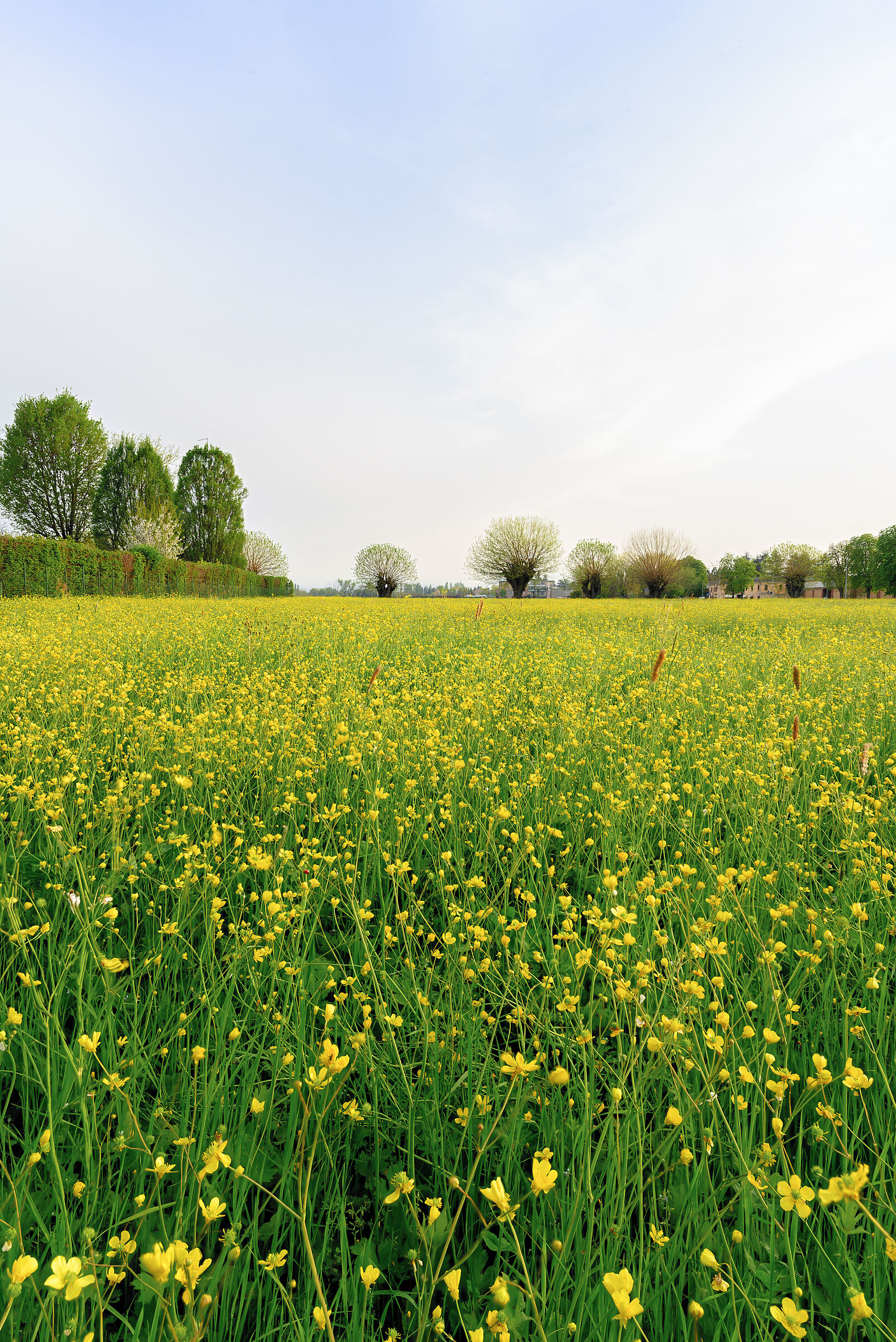 Campo di Ranuncolo Selvatico