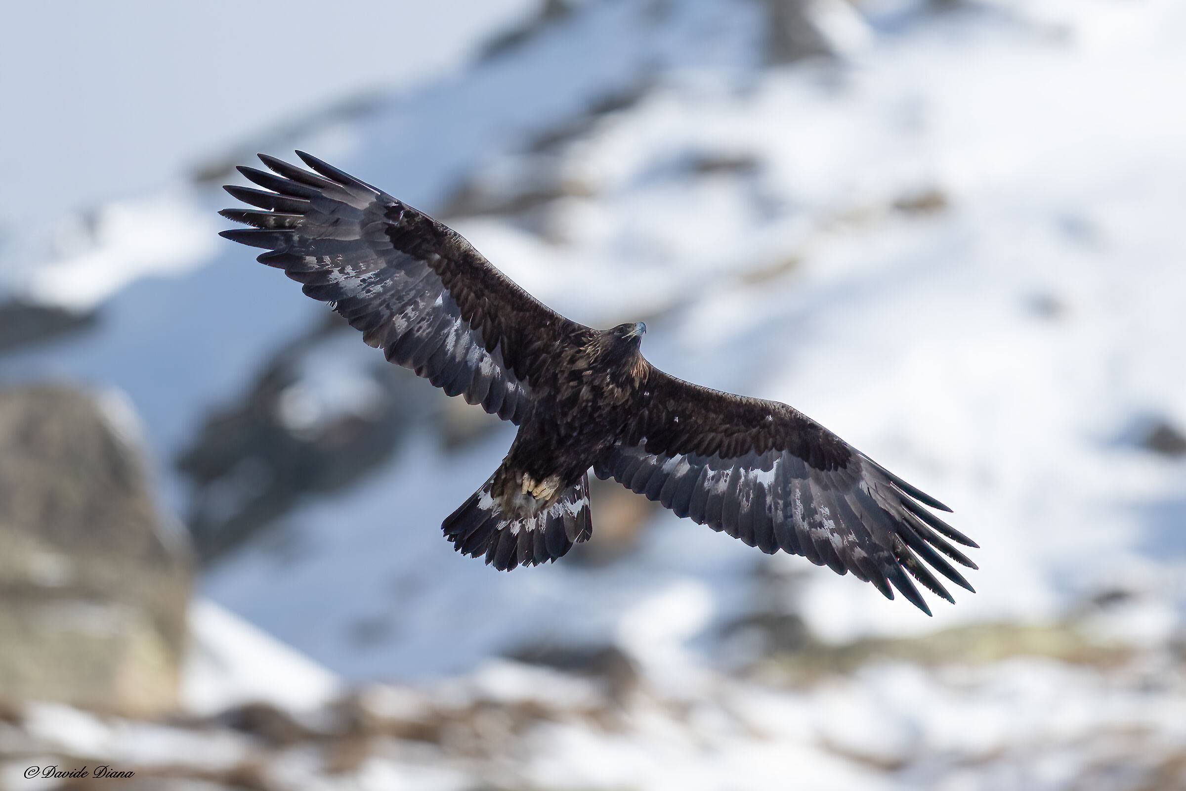 Golden Eagle - Gran Paradiso National Park