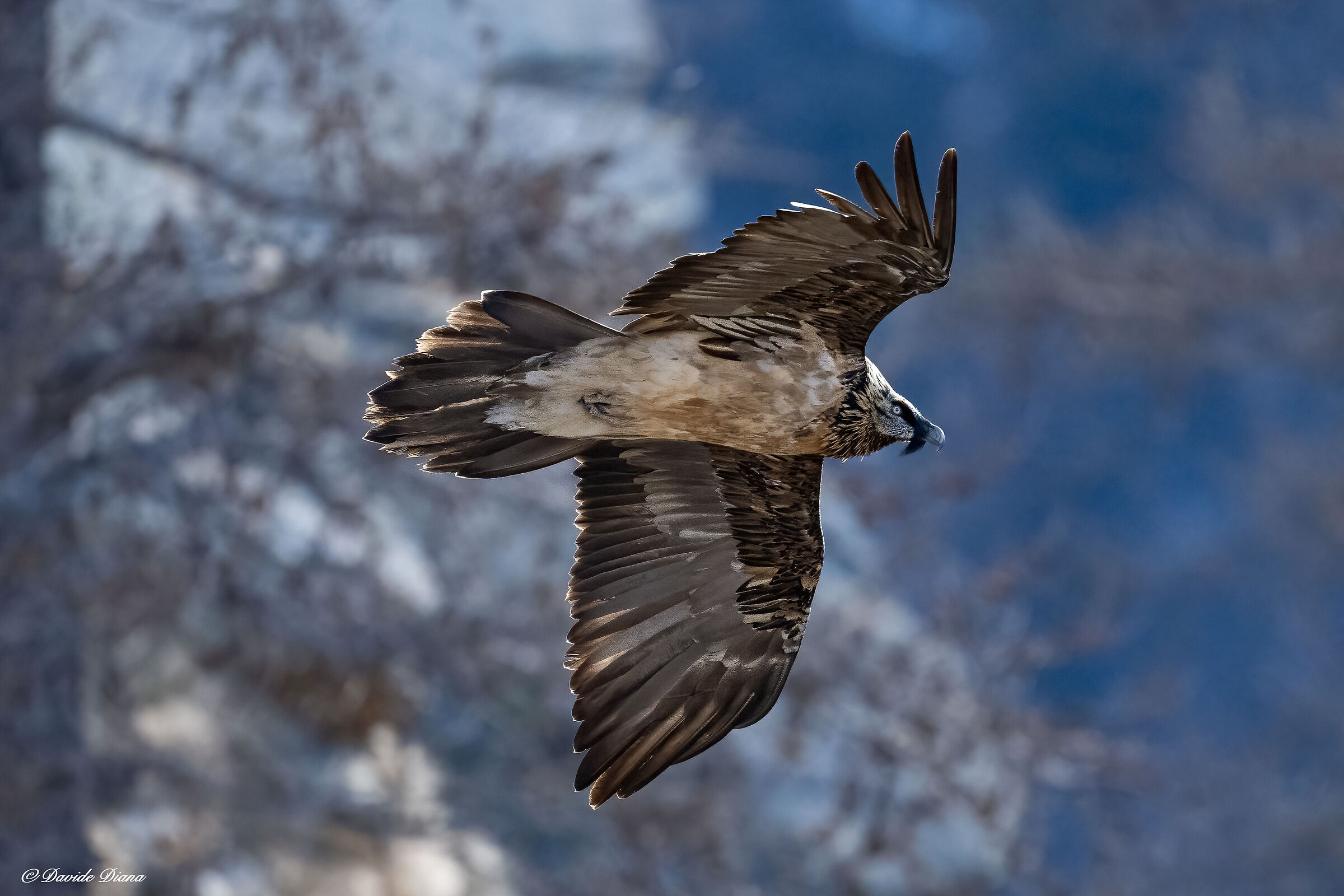 Gypaetus barbatus - Gran Paradiso National Park
