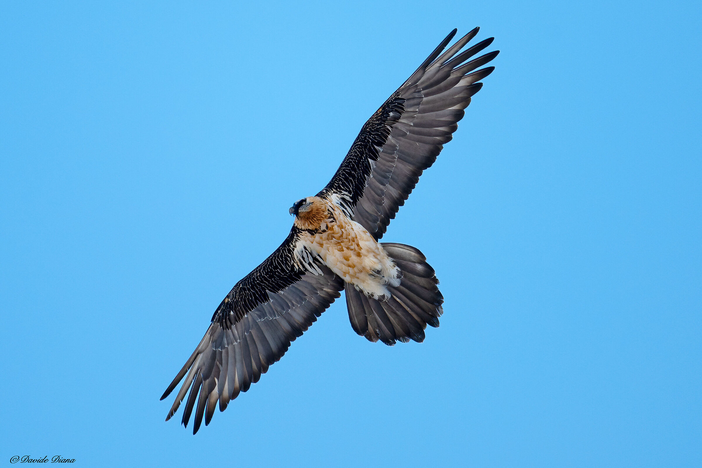 Gypaetus barbatus - Gran Paradiso National Park