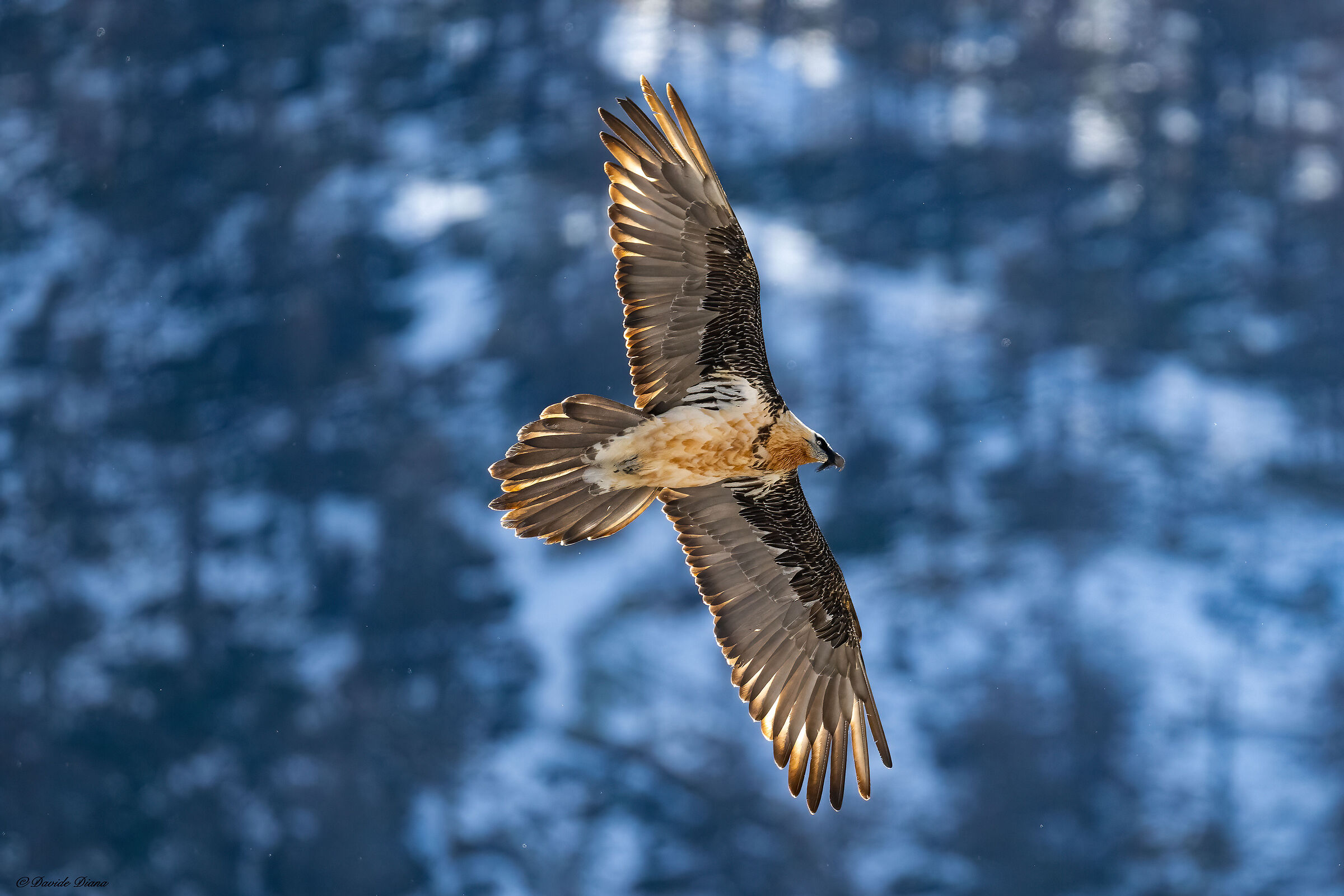 Gypaetus barbatus - Gran Paradiso National Park