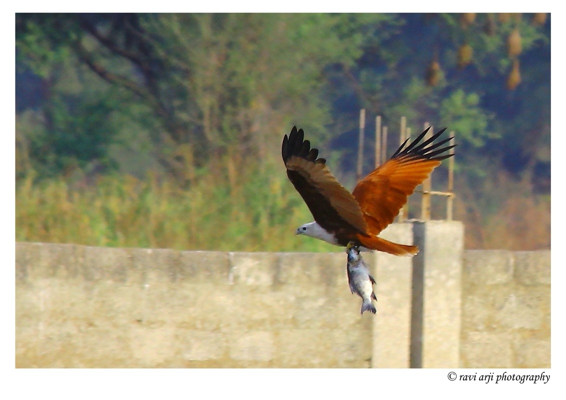 Brahminy Kite con catch ..