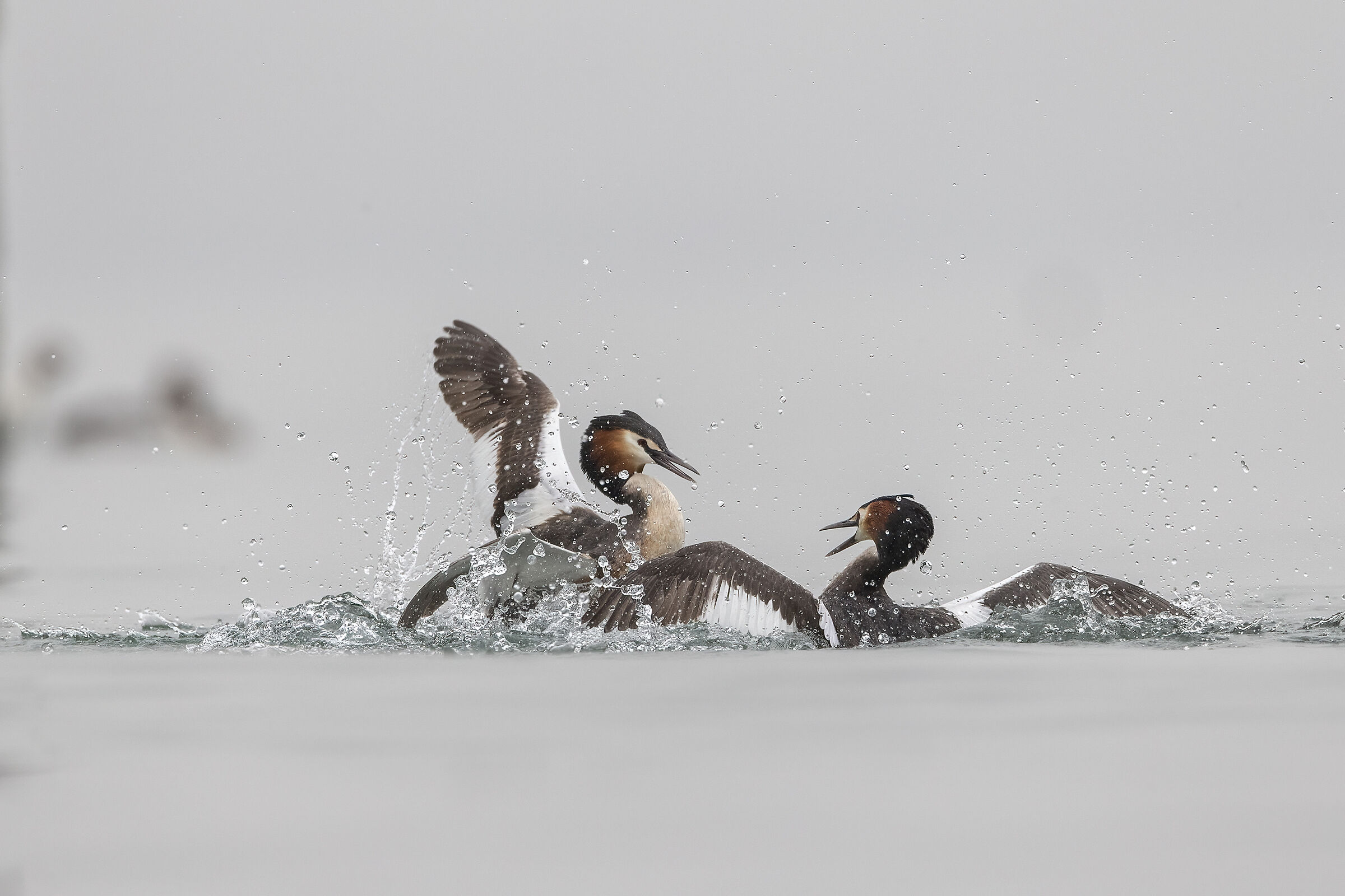 Grebes