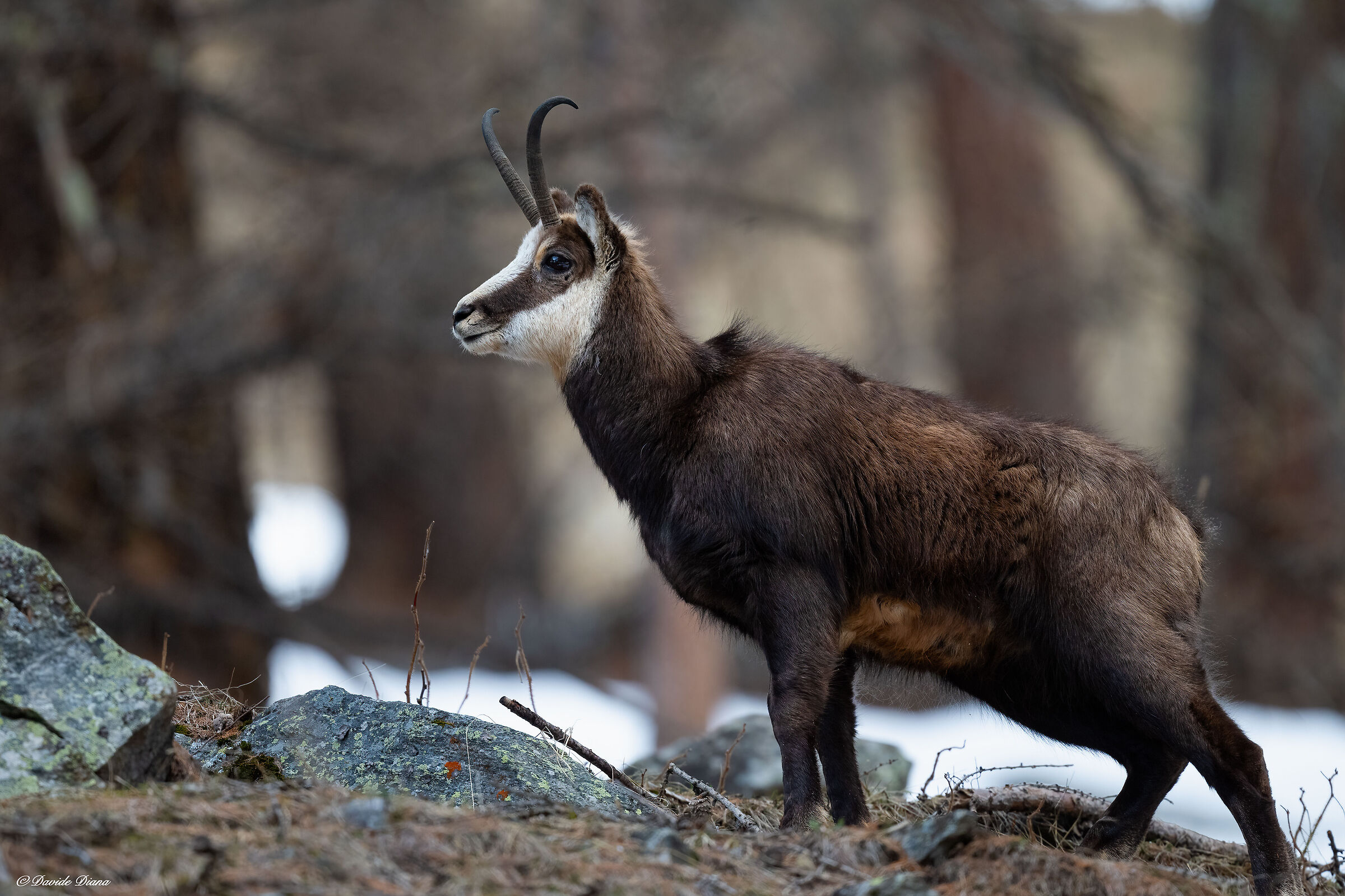 Chamois - Gran Paradiso National Park