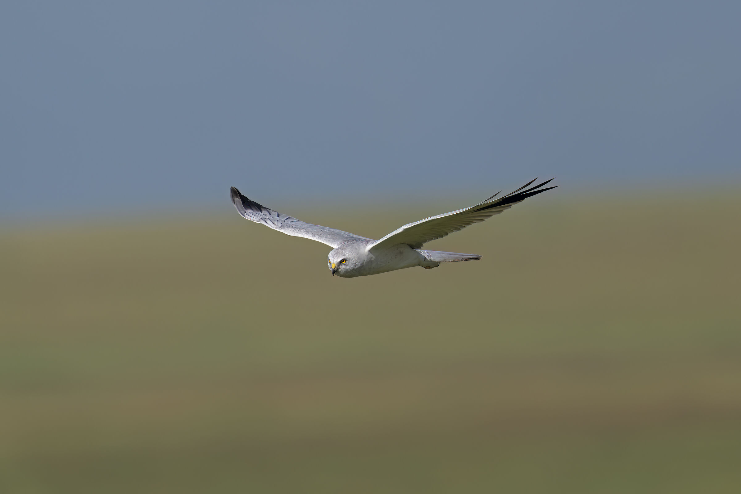 Hen harrier