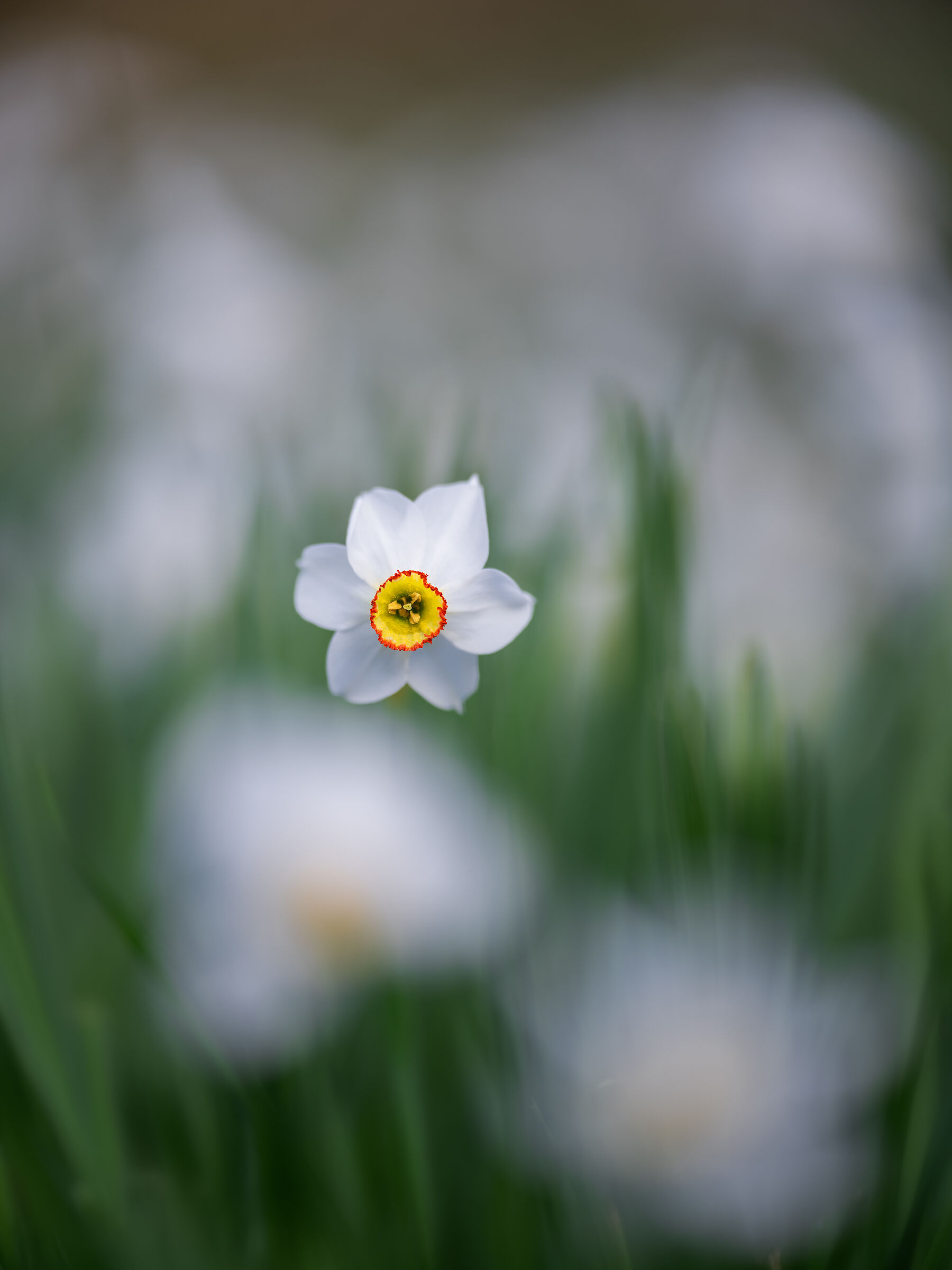 Narcissus poeticus