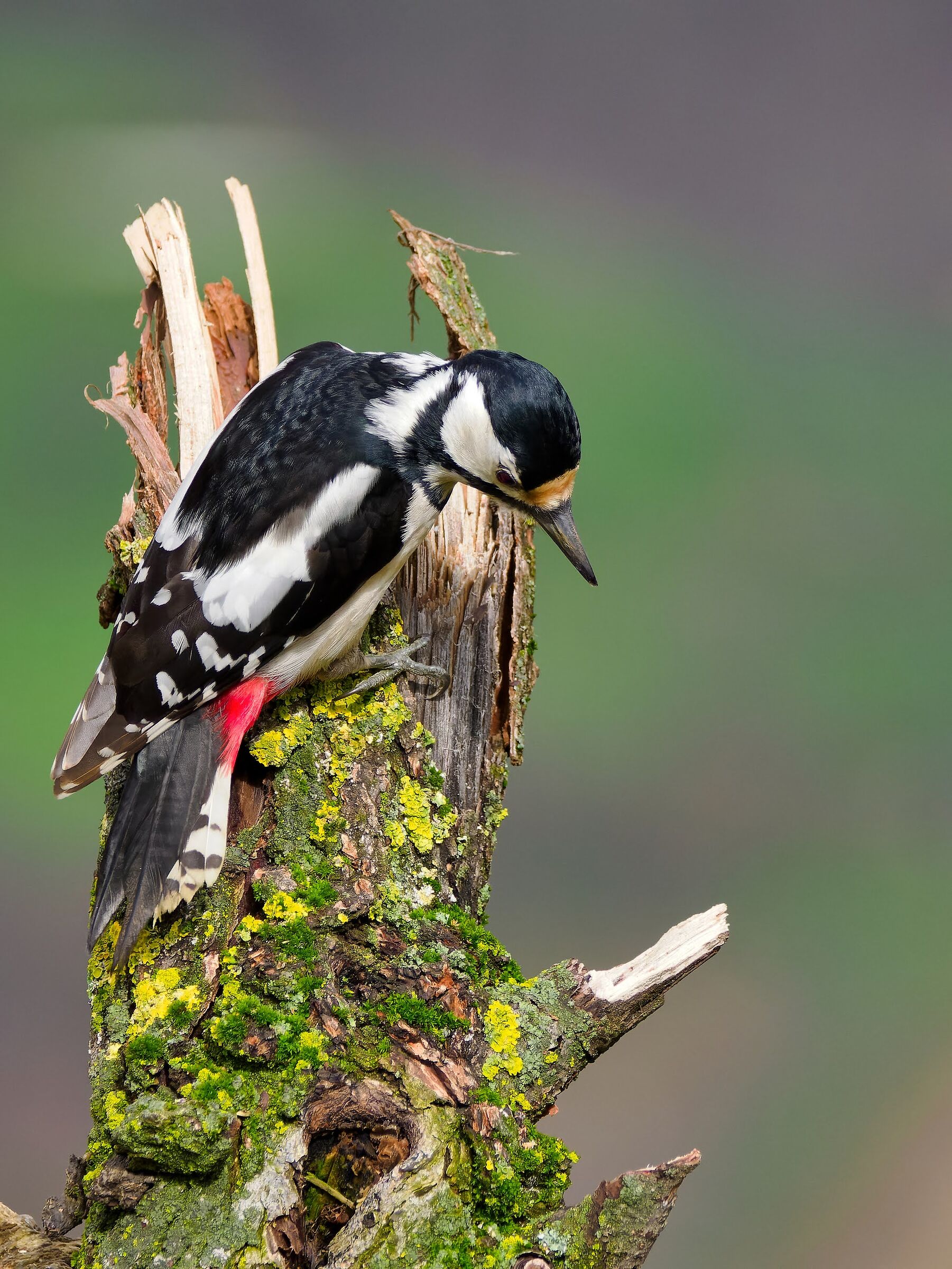 Great spotted woodpecker (f)