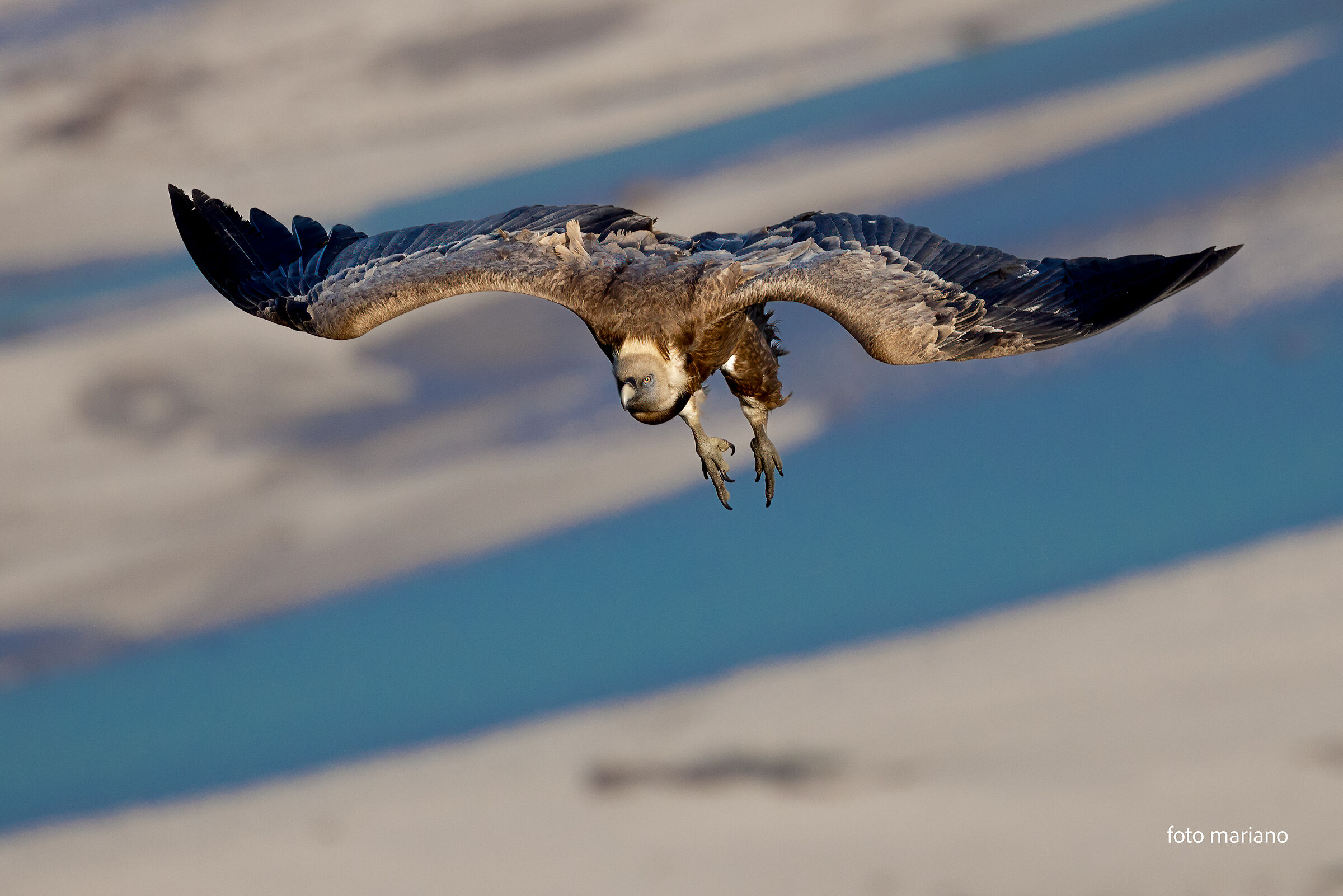 Griffin