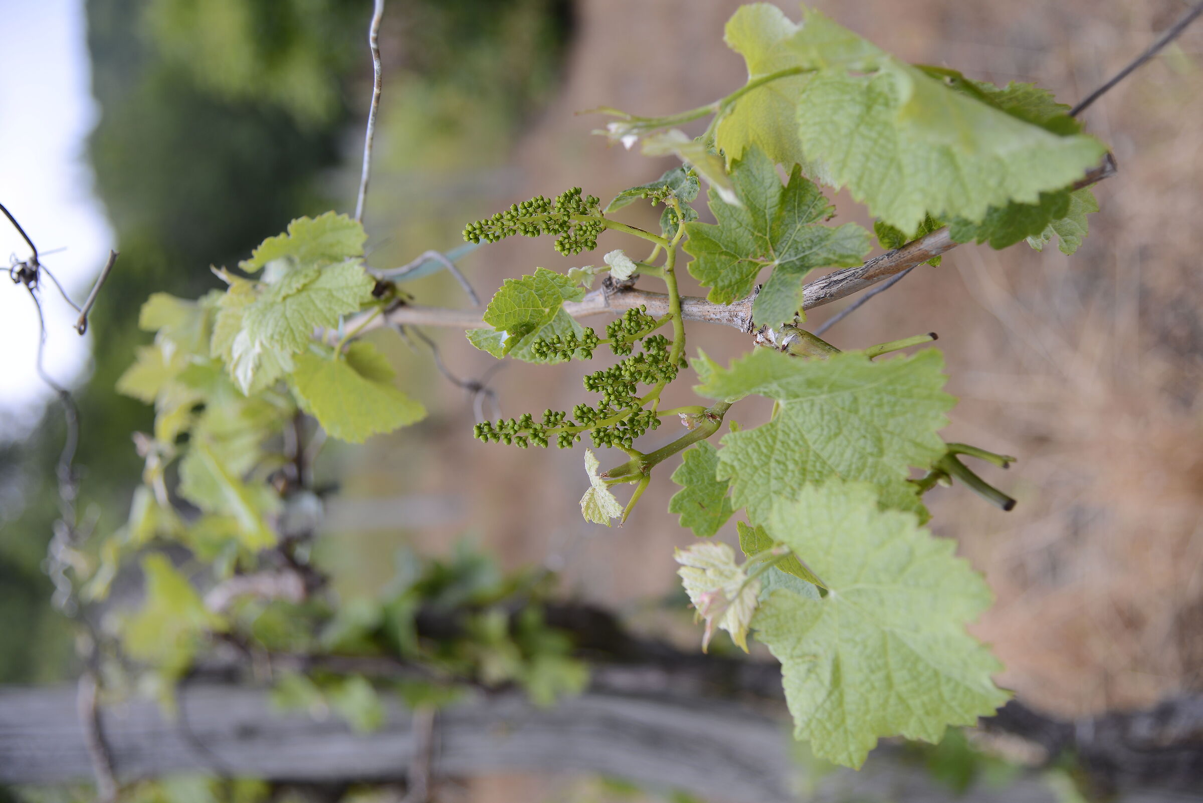 Floral vine buttons