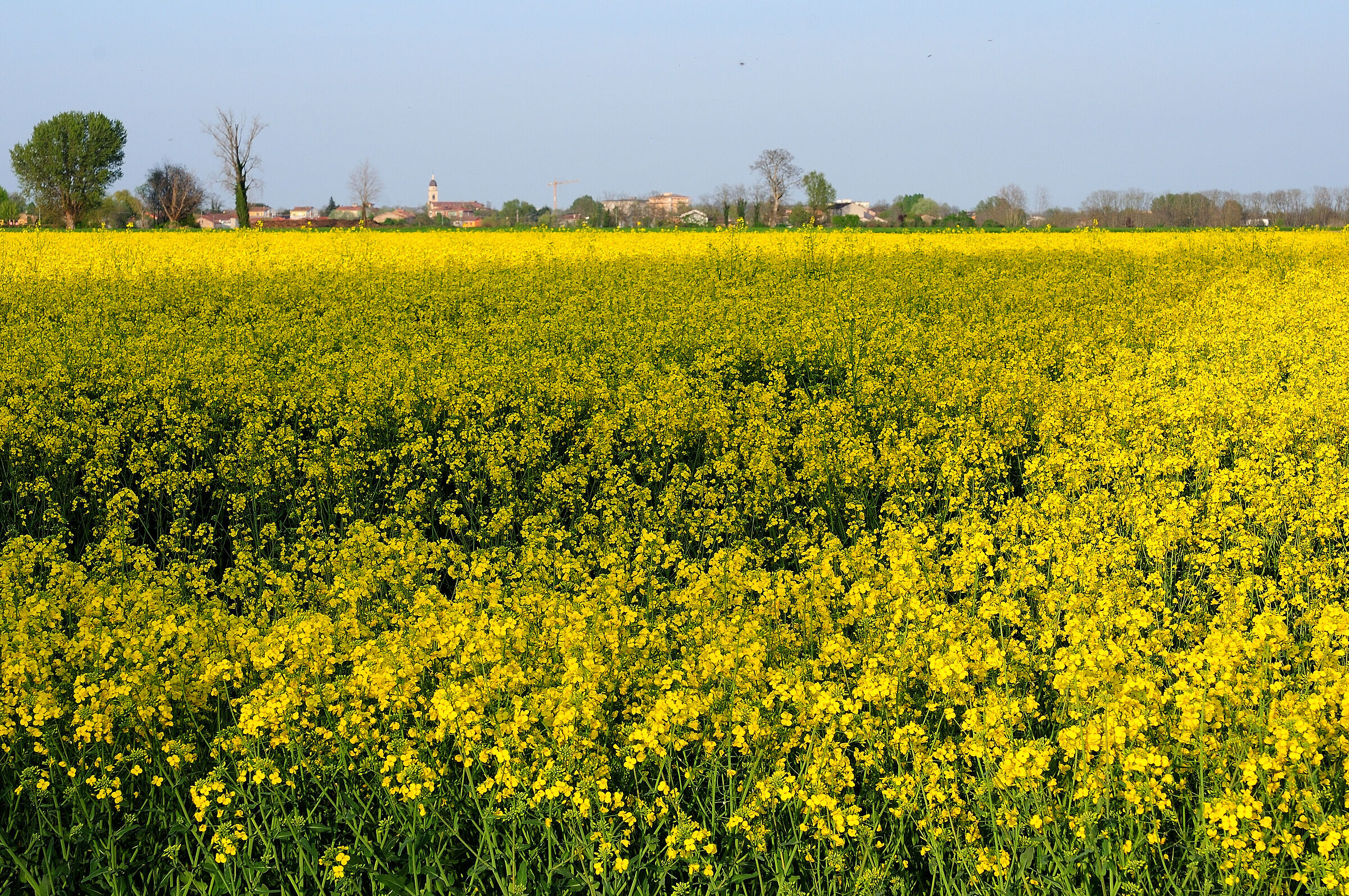 Giallo Padano