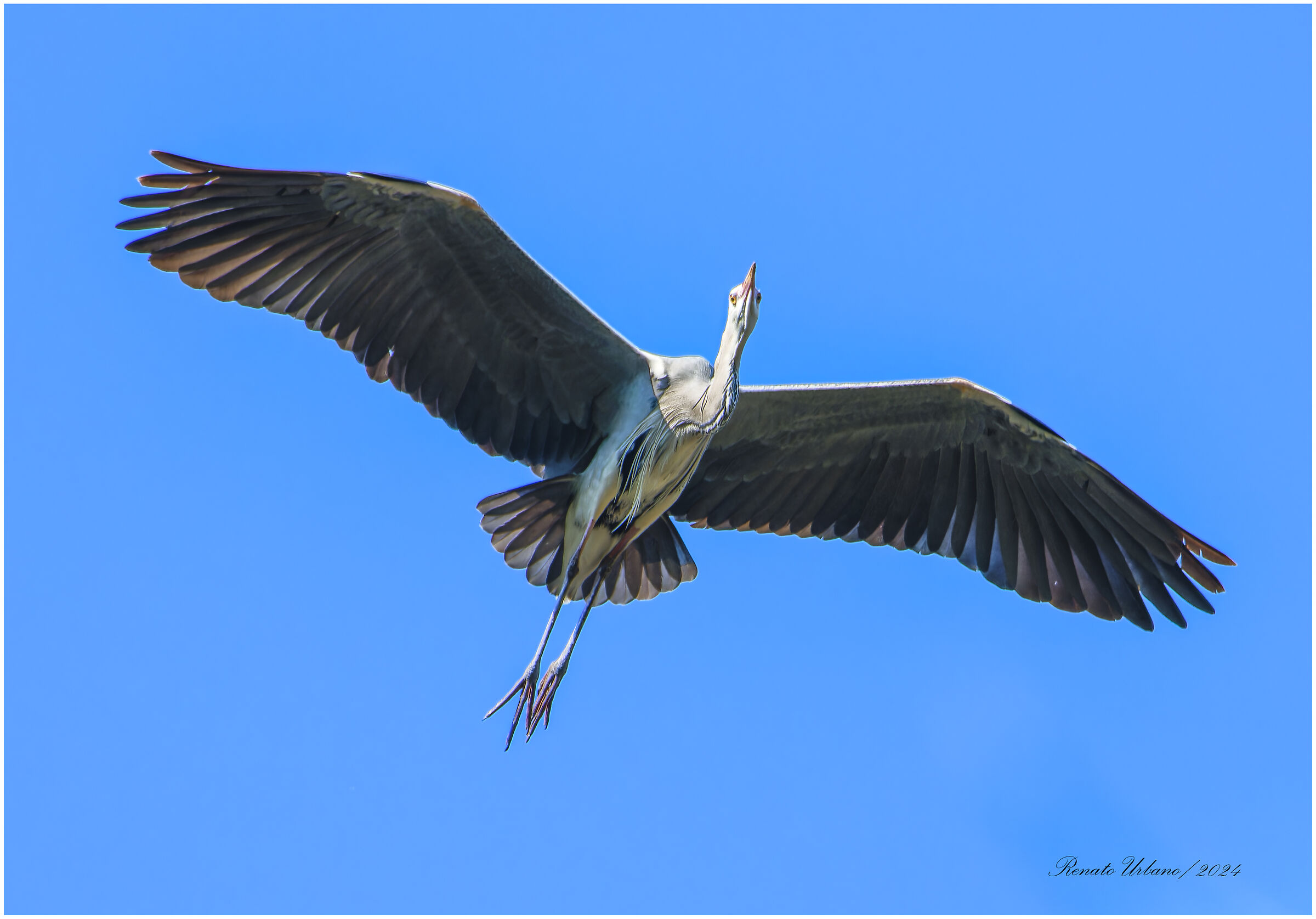 The Flight