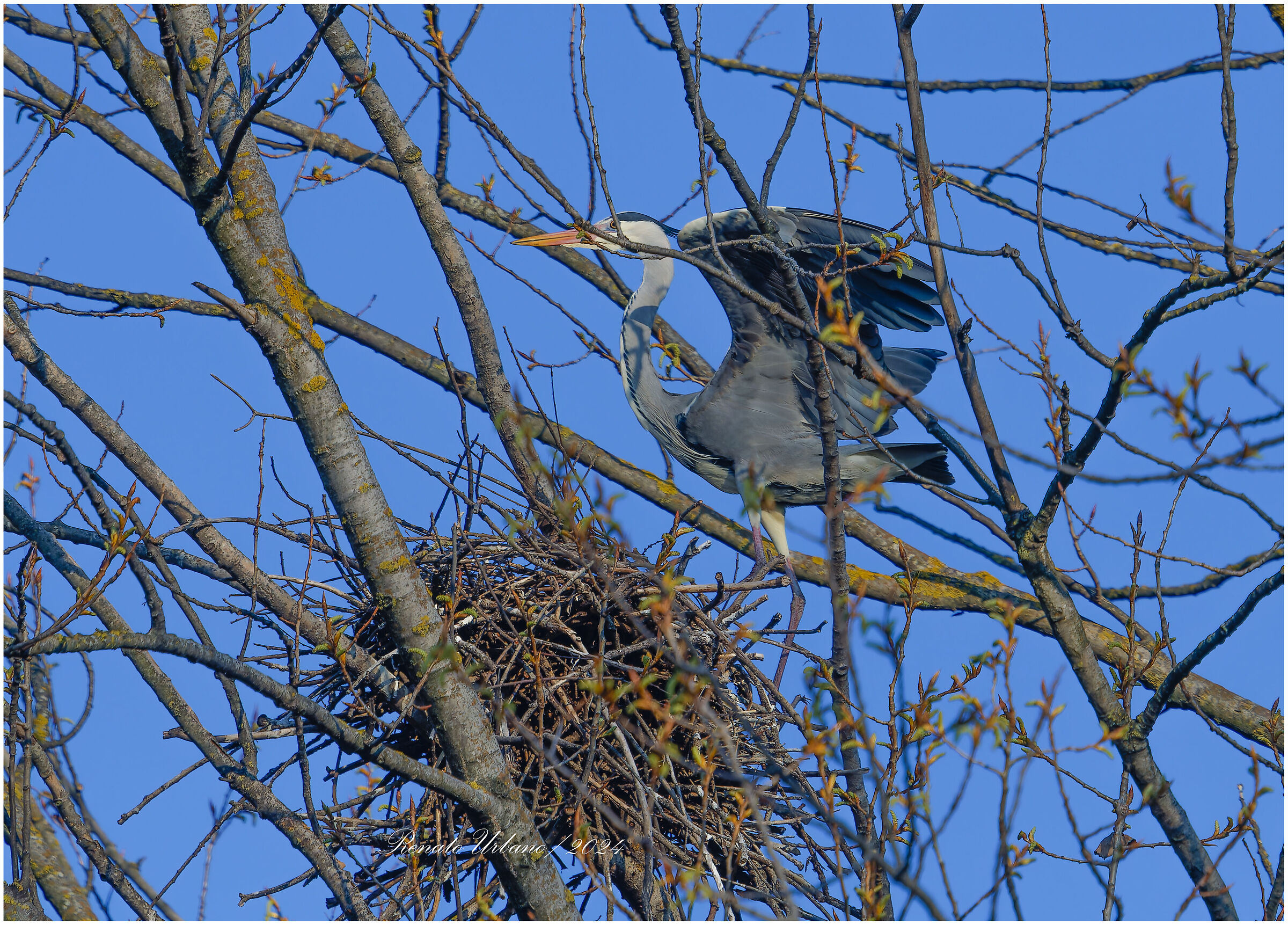 In the nest