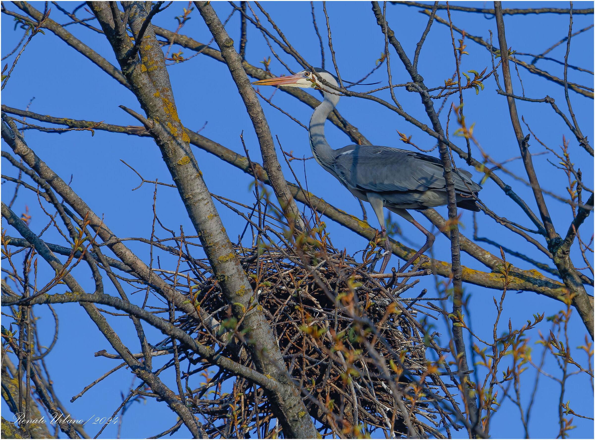 In the nest