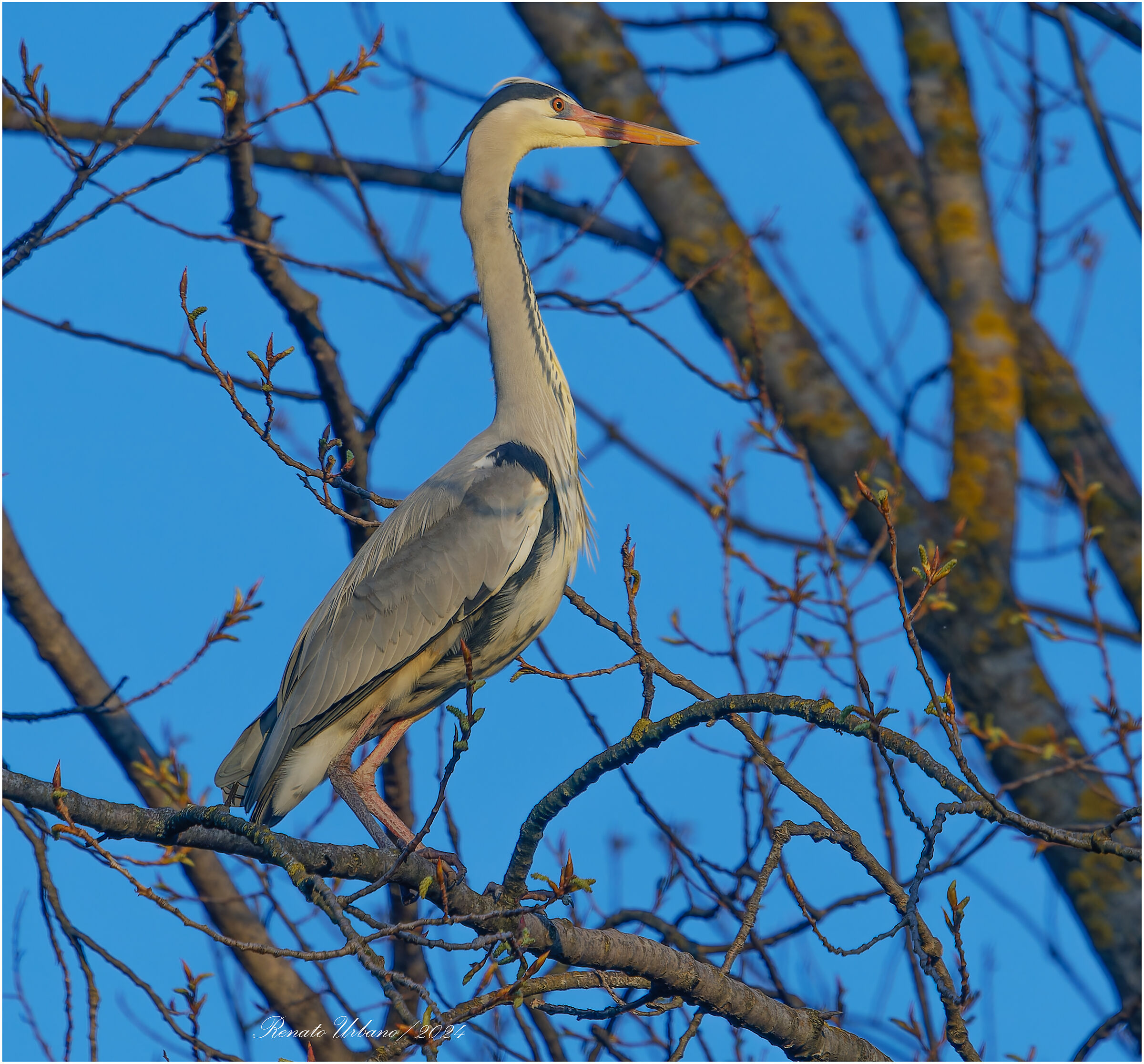 On the branch