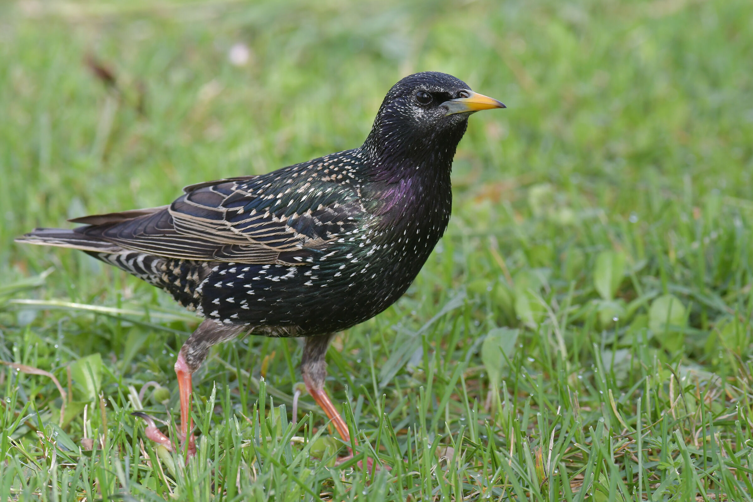 Ground Starling