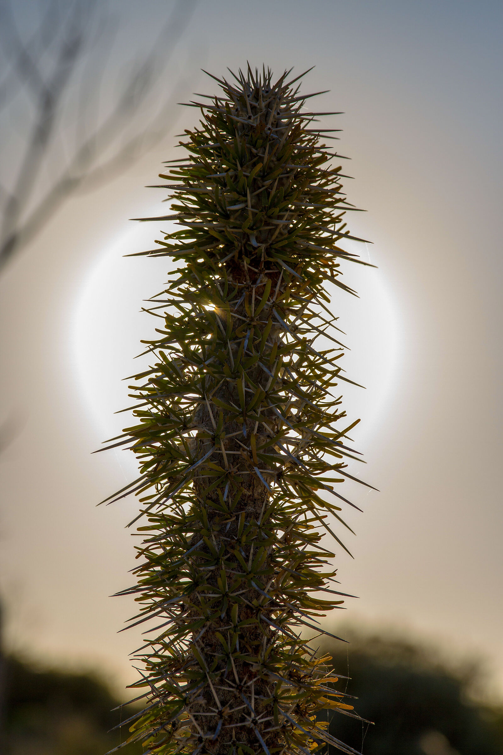 A prickly fellow