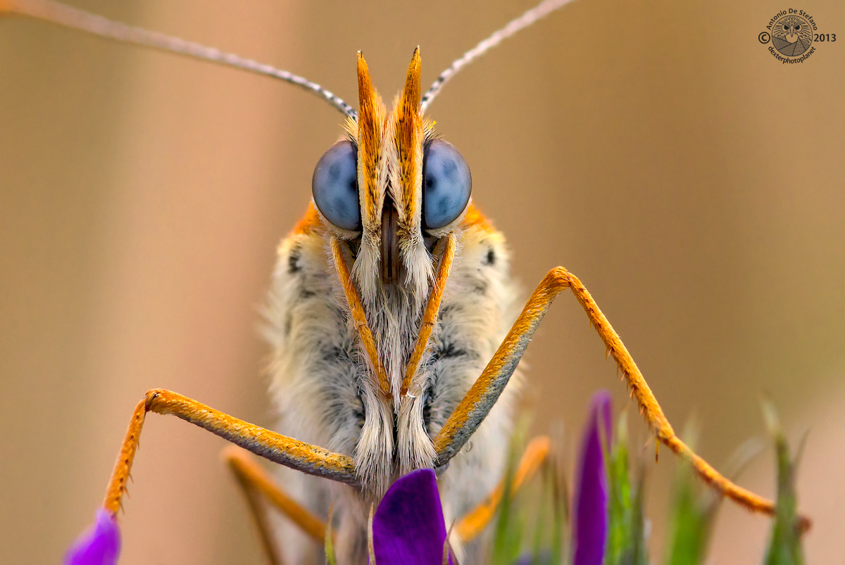 Lisa blue-eyed (Melitaea didyma)