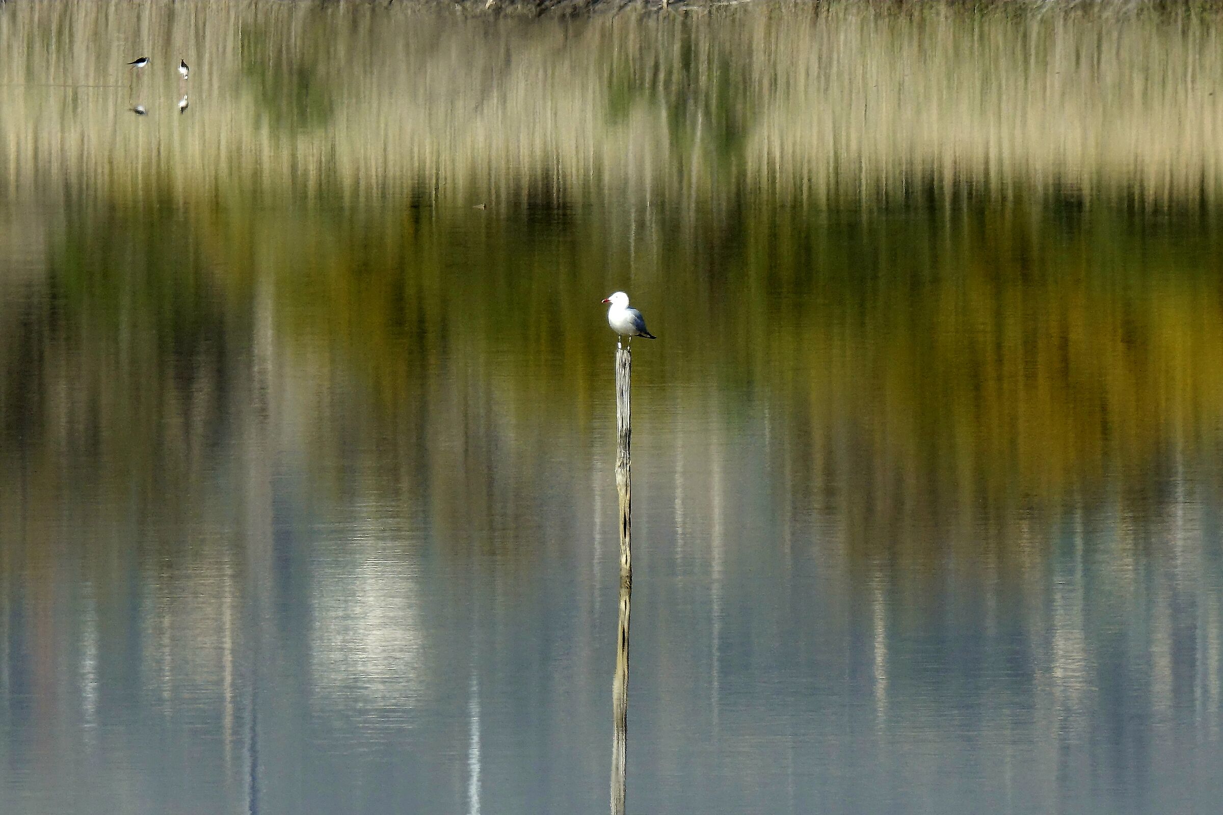 Gabbiano su acquarello.
