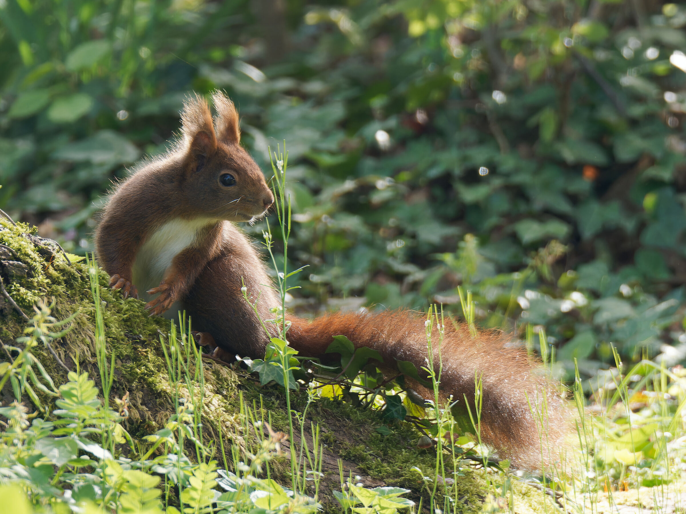 Il sapore della primavera