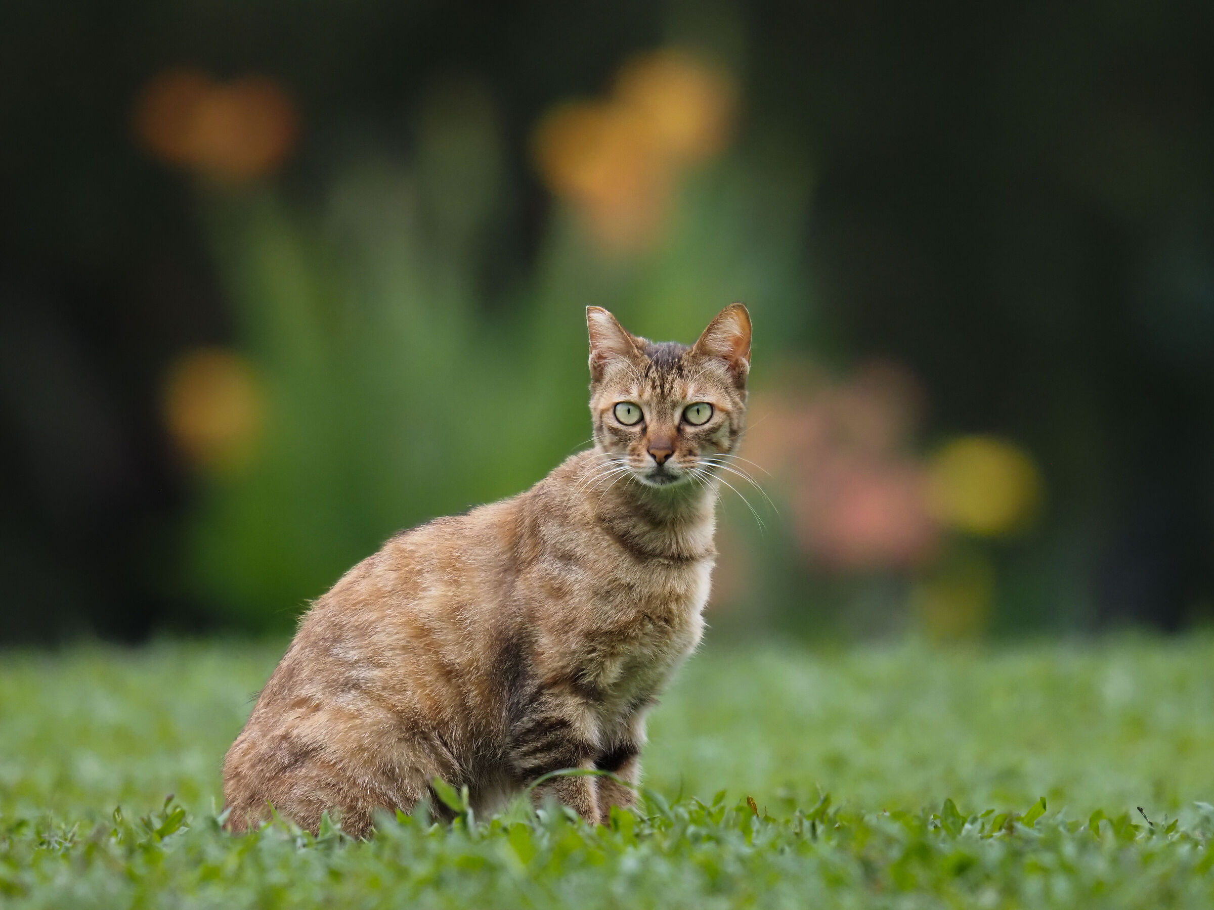 Gatto amichevole