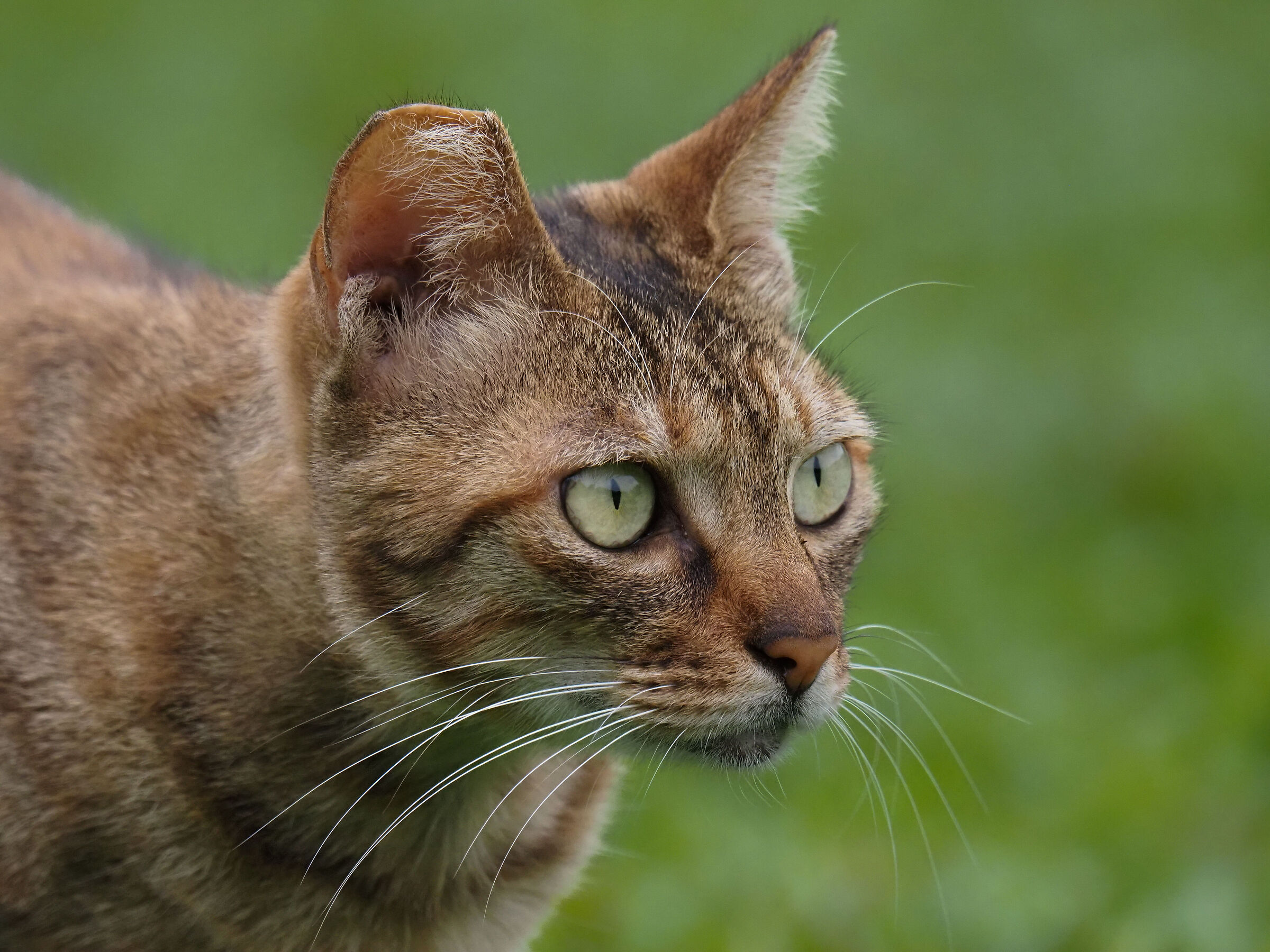 Gatto amichevole