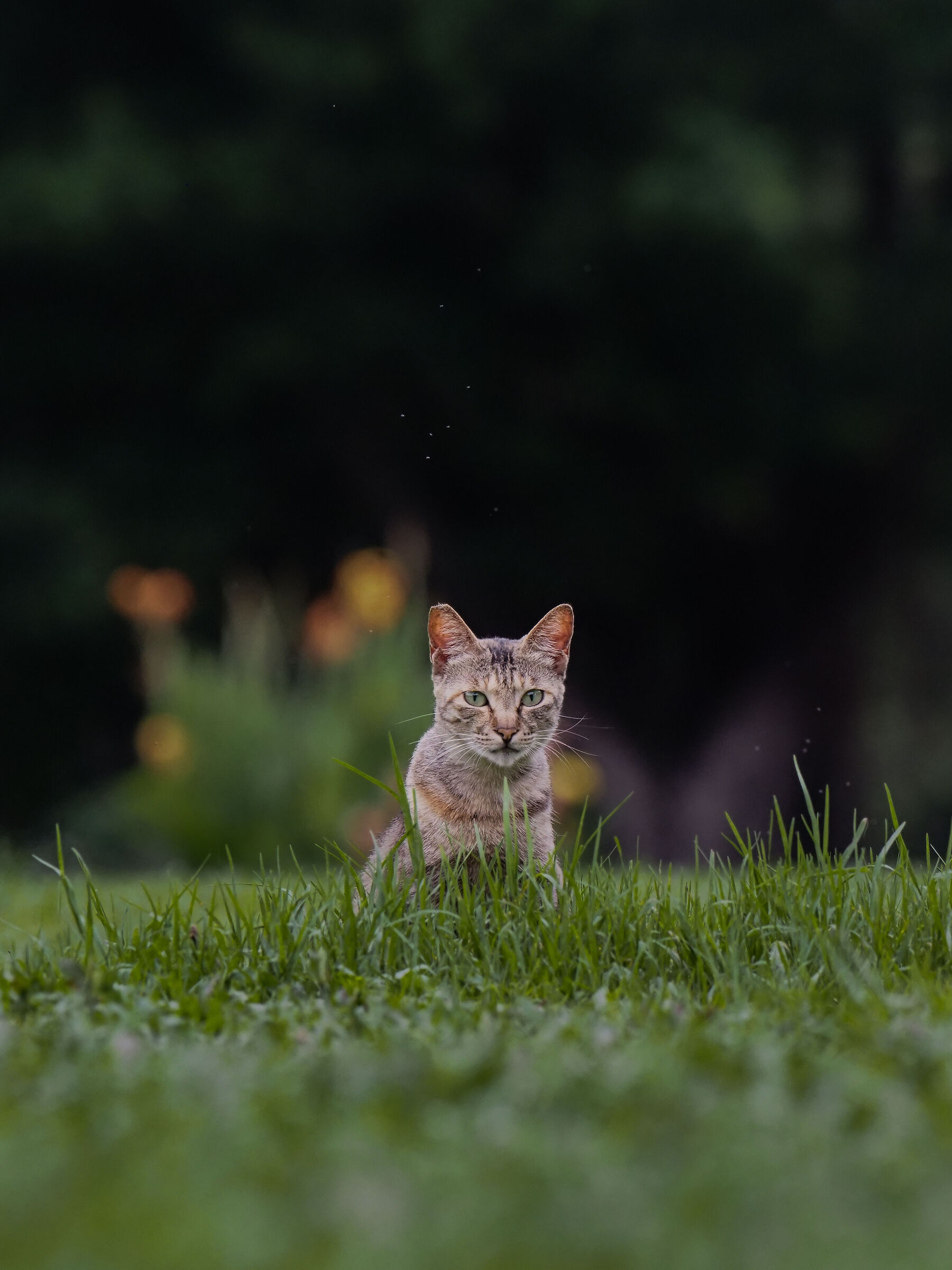 Gatto amichevole